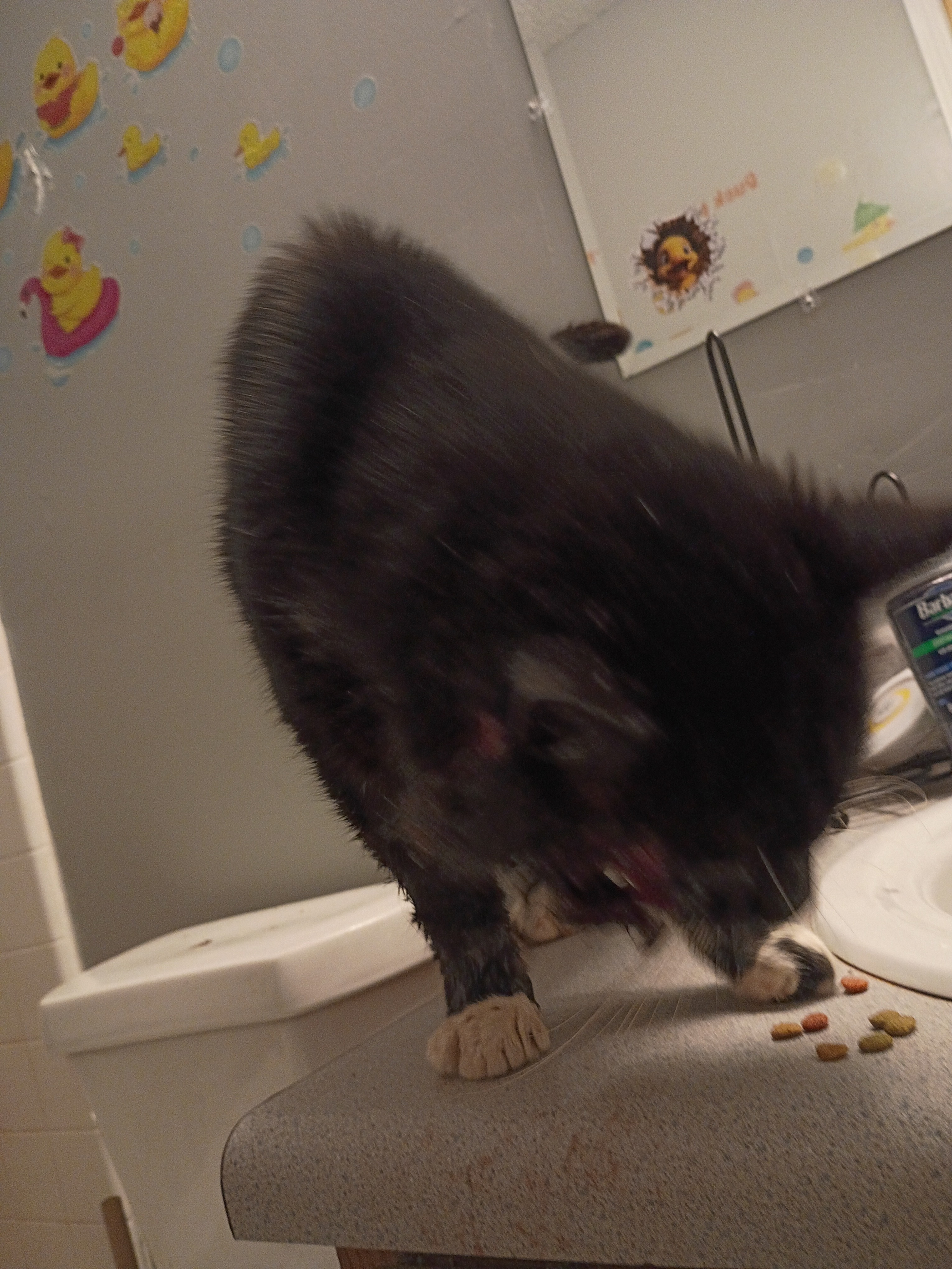 Urgent Care Needed for Injured Cat's Recovery campaign photo, 2 of 5