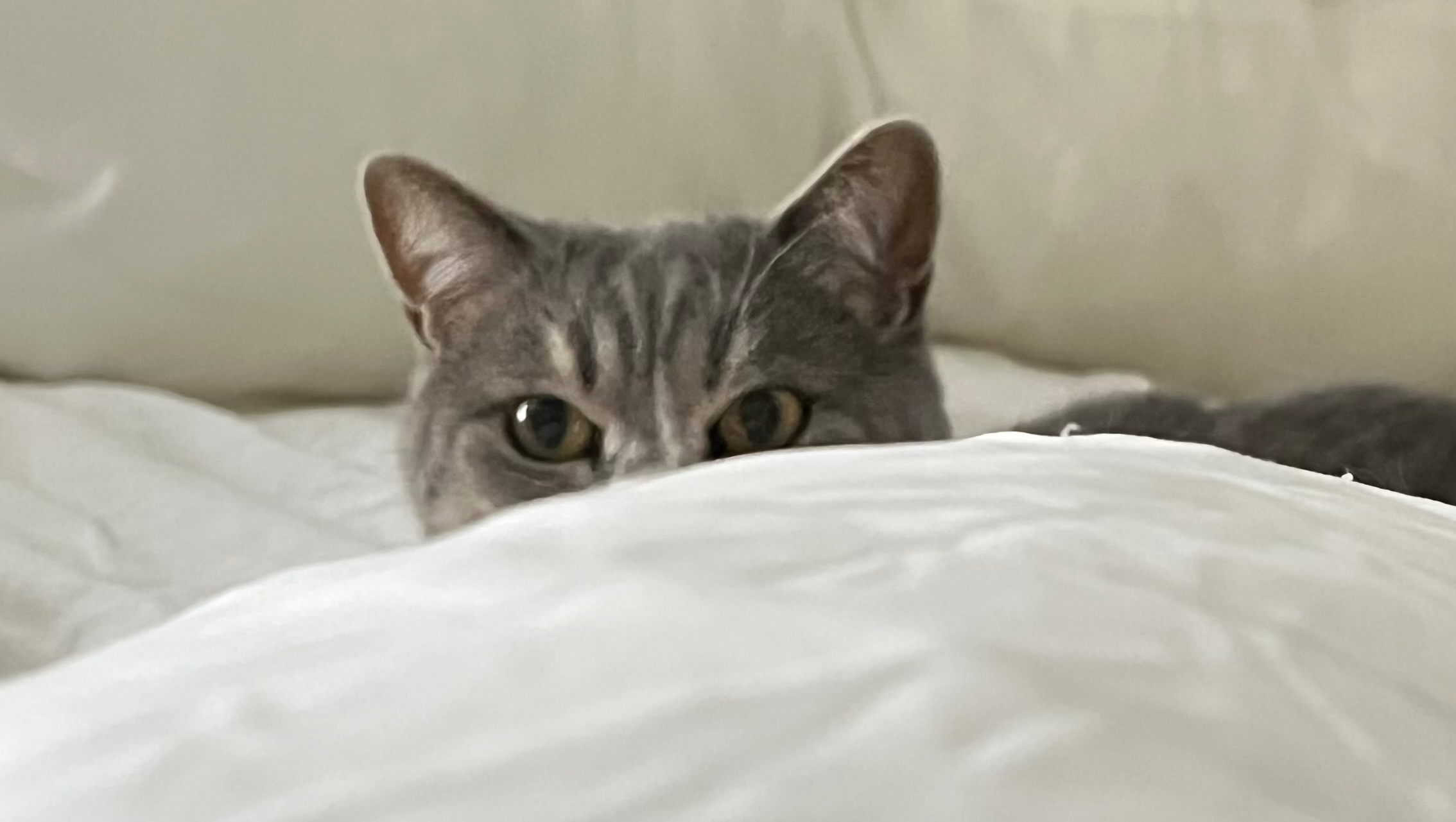 Keep Milka the Cat with Her Family #MilkaGoFundMe