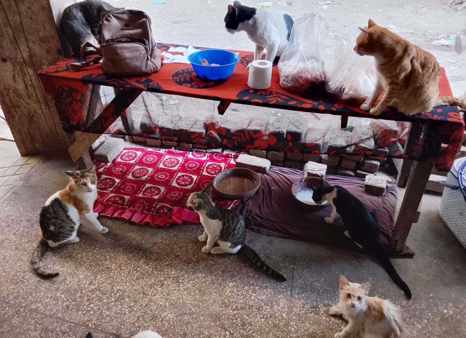 Help Naheed to care for sick, injured & abandoned animals campaign photo, 4 of 6