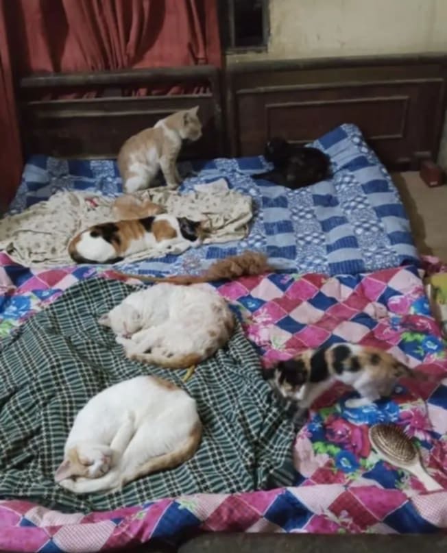 Help Naheed to care for sick, injured & abandoned animals campaign photo, 2 of 6