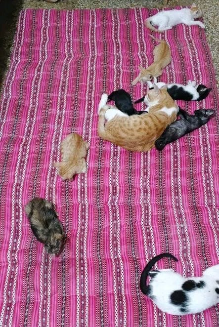 Help Naheed to care for sick, injured & abandoned animals campaign photo, 5 of 6