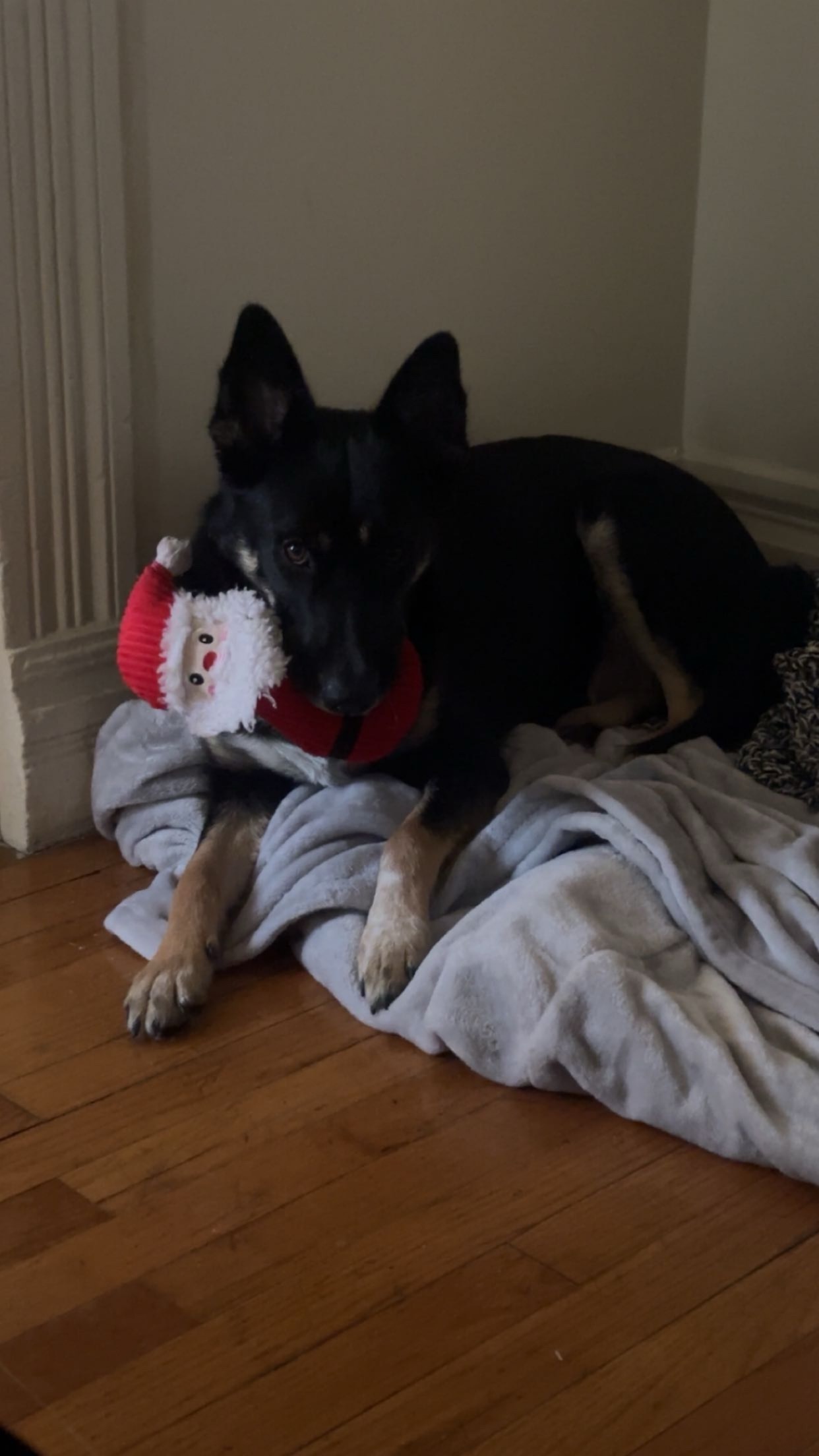 Help Jess (Jellybean) Heal and Come Home campaign photo, 7 of 8