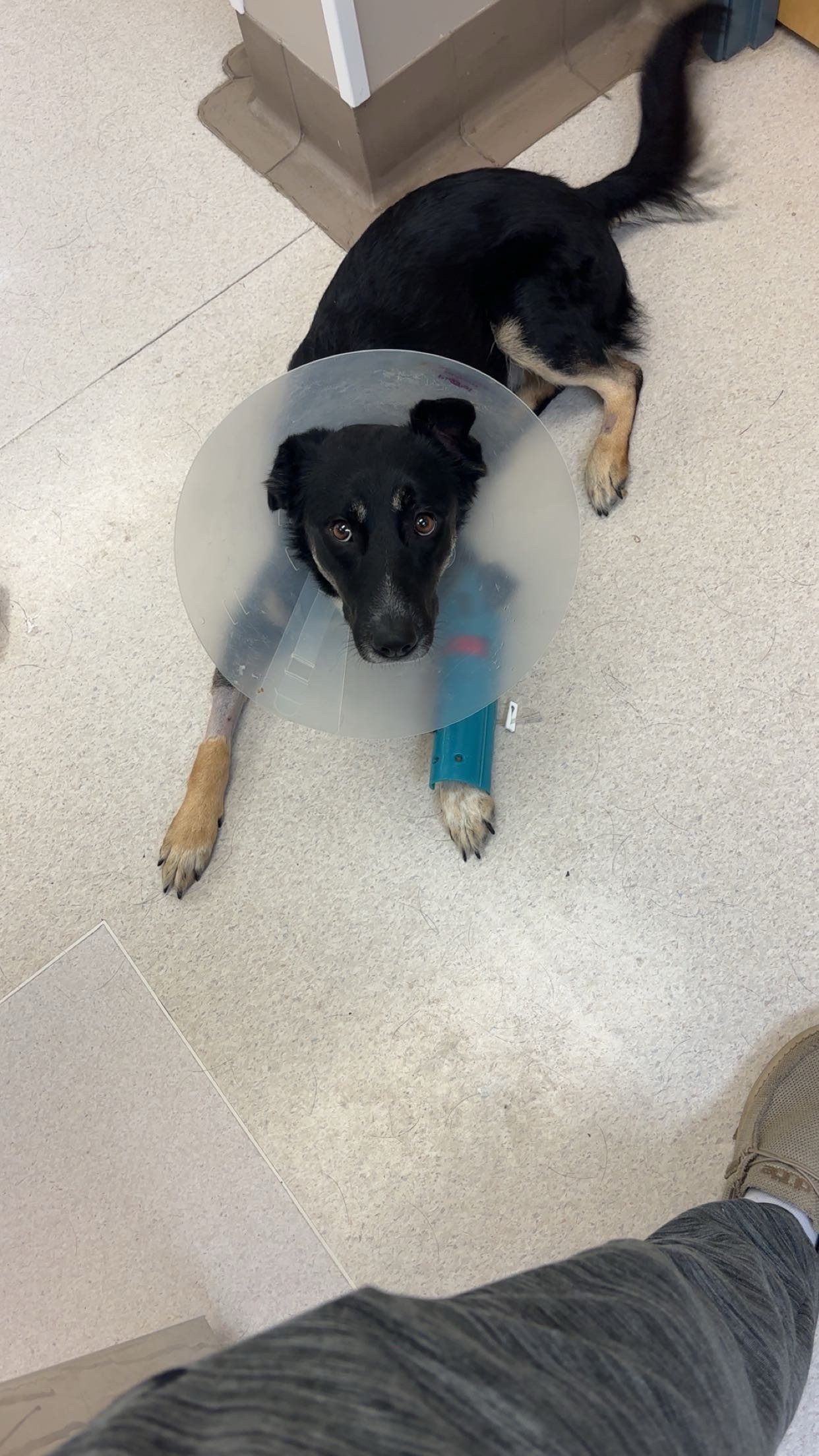Help Jess (Jellybean) Heal and Come Home campaign photo, 5 of 8