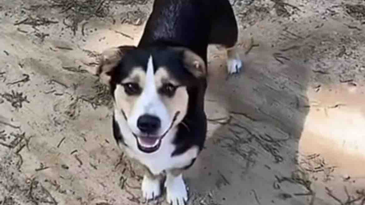 Help Me Give My Dog the rest he needs photo