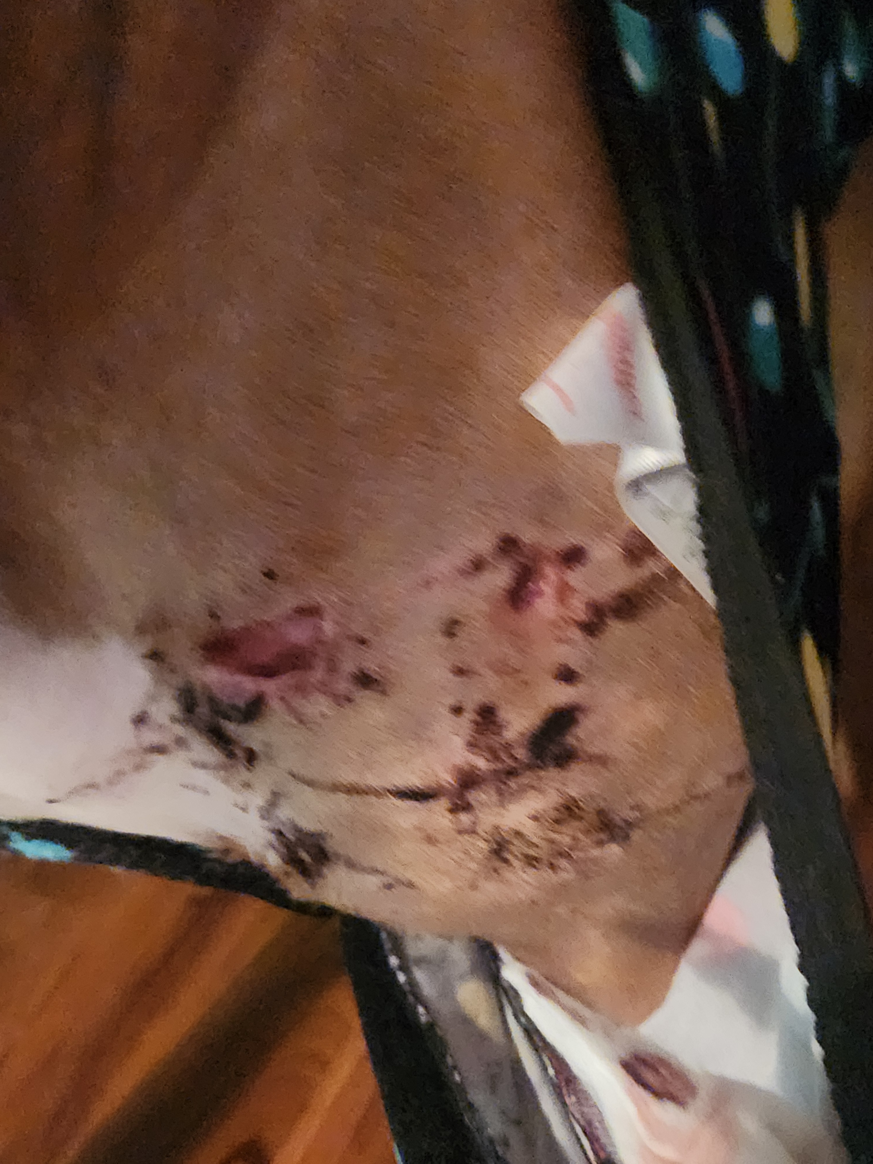 Support Penny’s Recovery and Medical Care campaign photo, 5 of 8