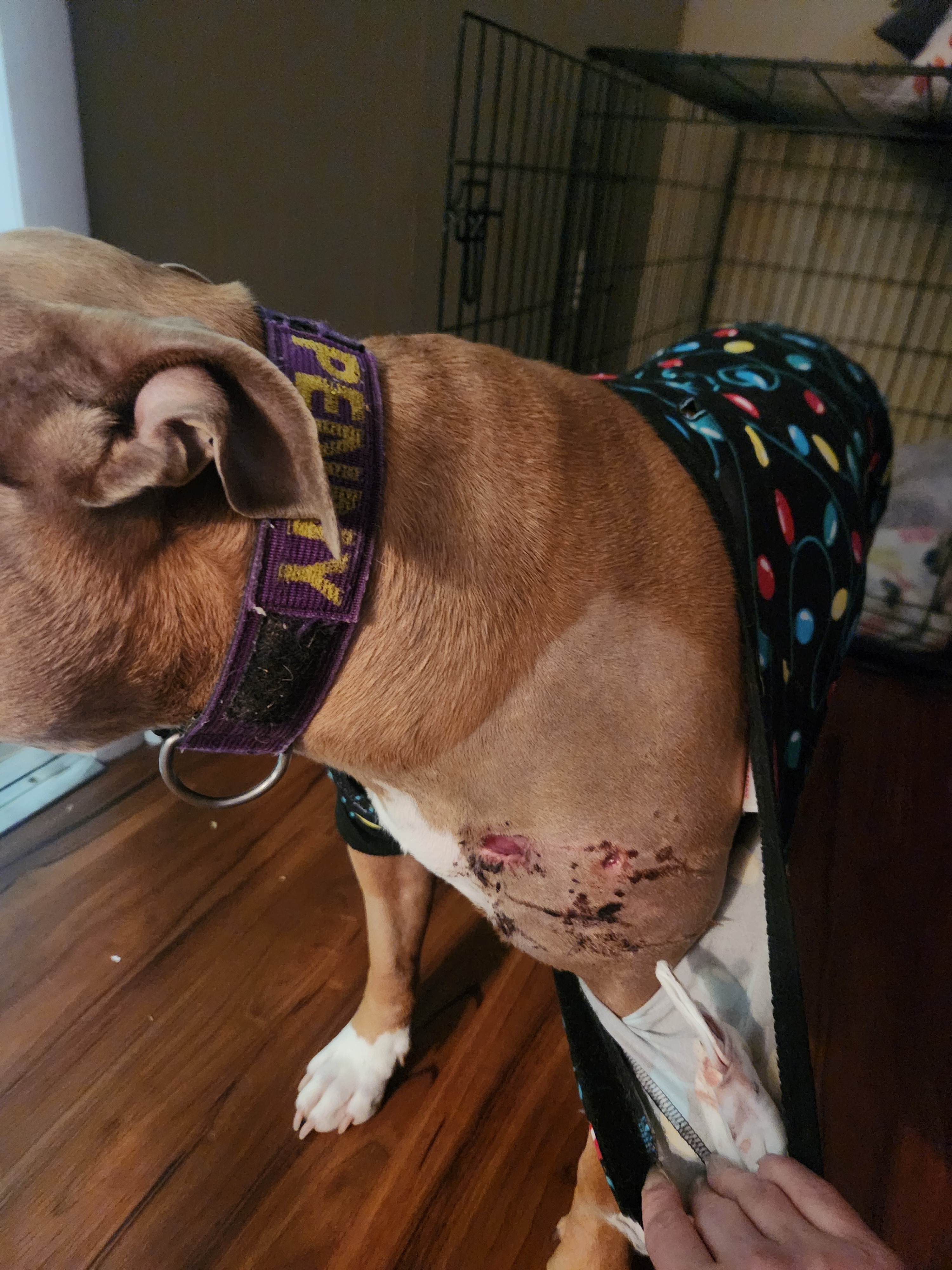 Support Penny’s Recovery and Medical Care campaign photo, 6 of 8