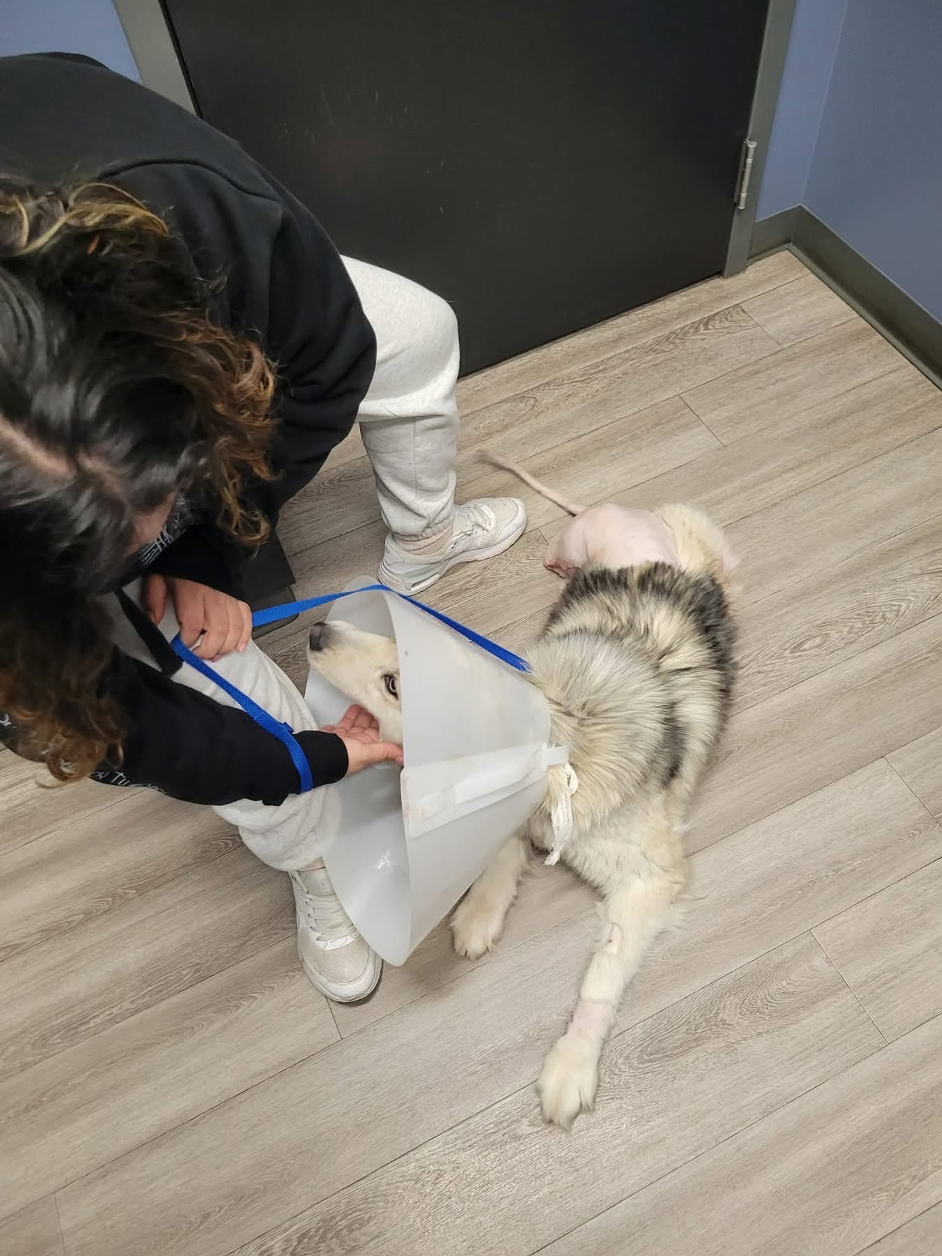 Support Luna’s Journey to Healing campaign photo, 5 of 6