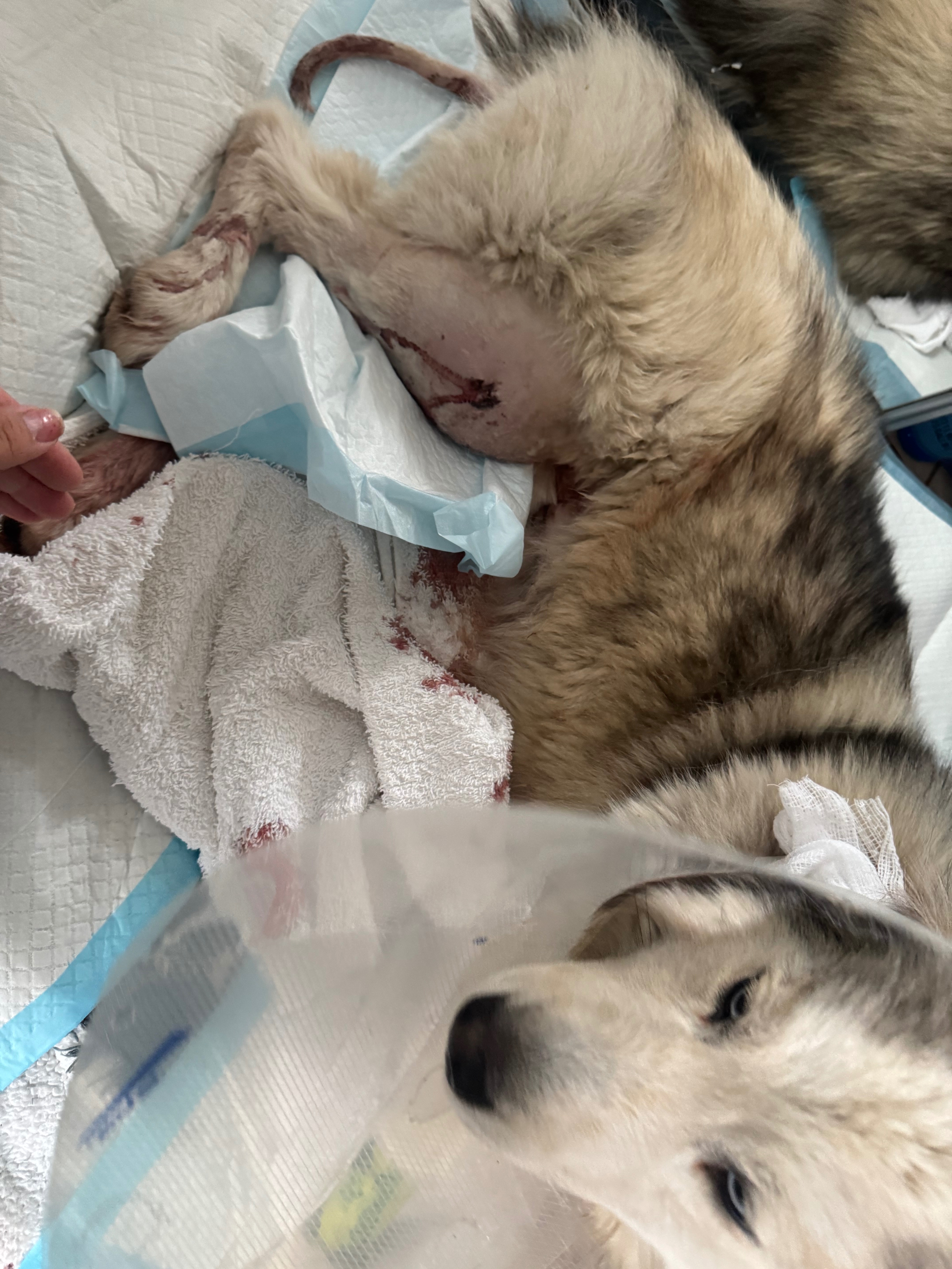Support Luna’s Journey to Healing campaign photo, 2 of 6