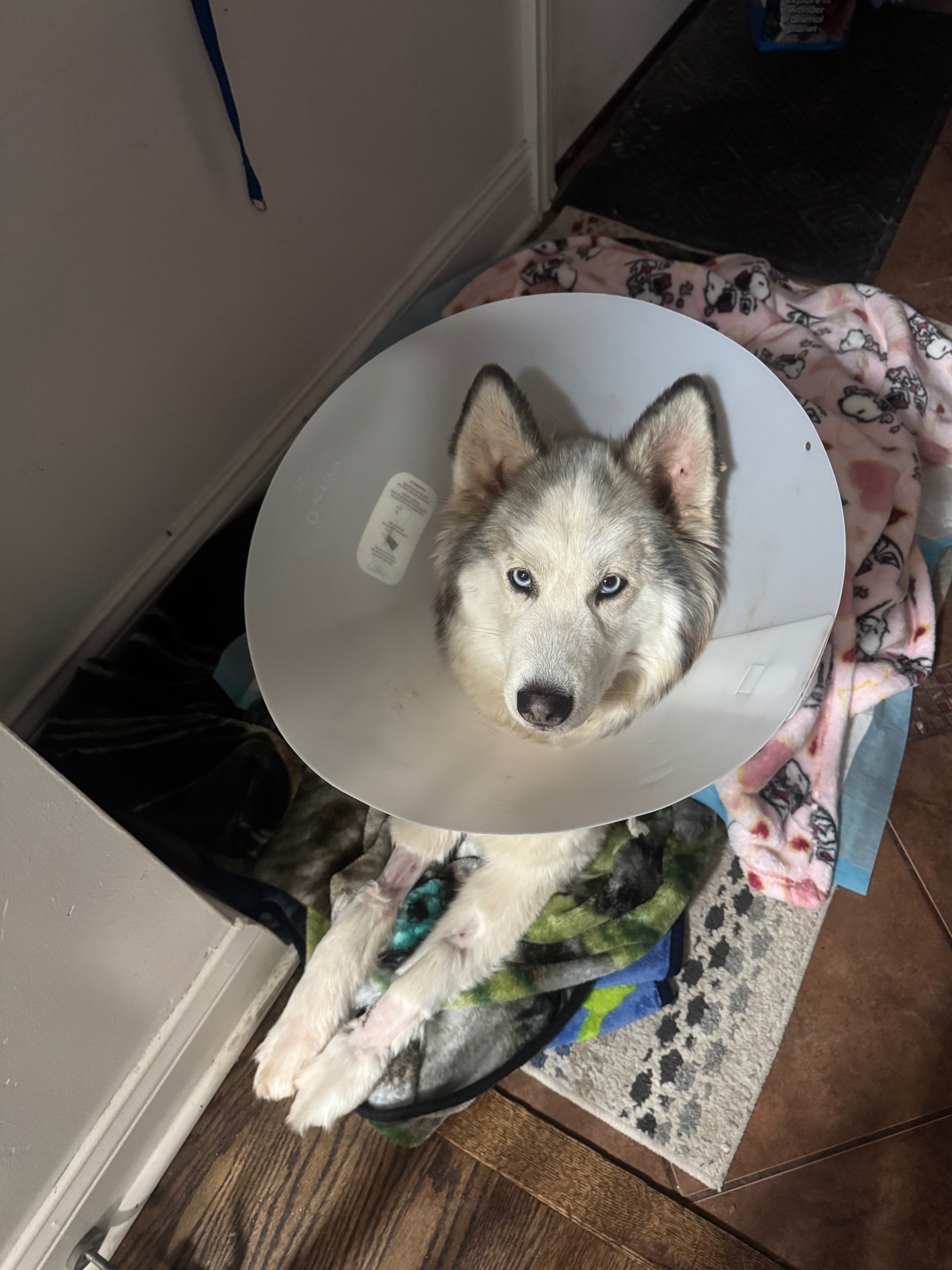 Support Luna’s Journey to Healing campaign photo, 4 of 6