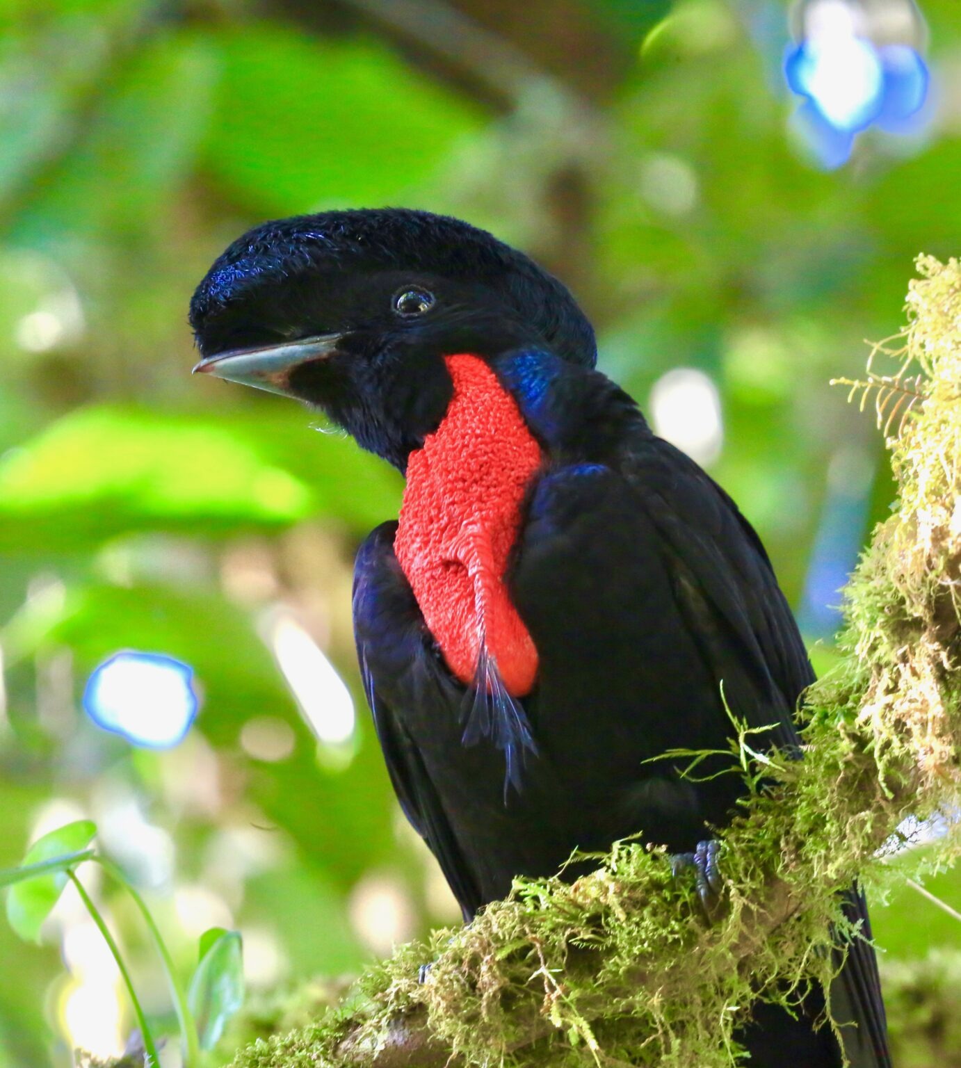 Help Protect a Rare Costa Rican Rainforest—Forever campaign photo, 7 of 8