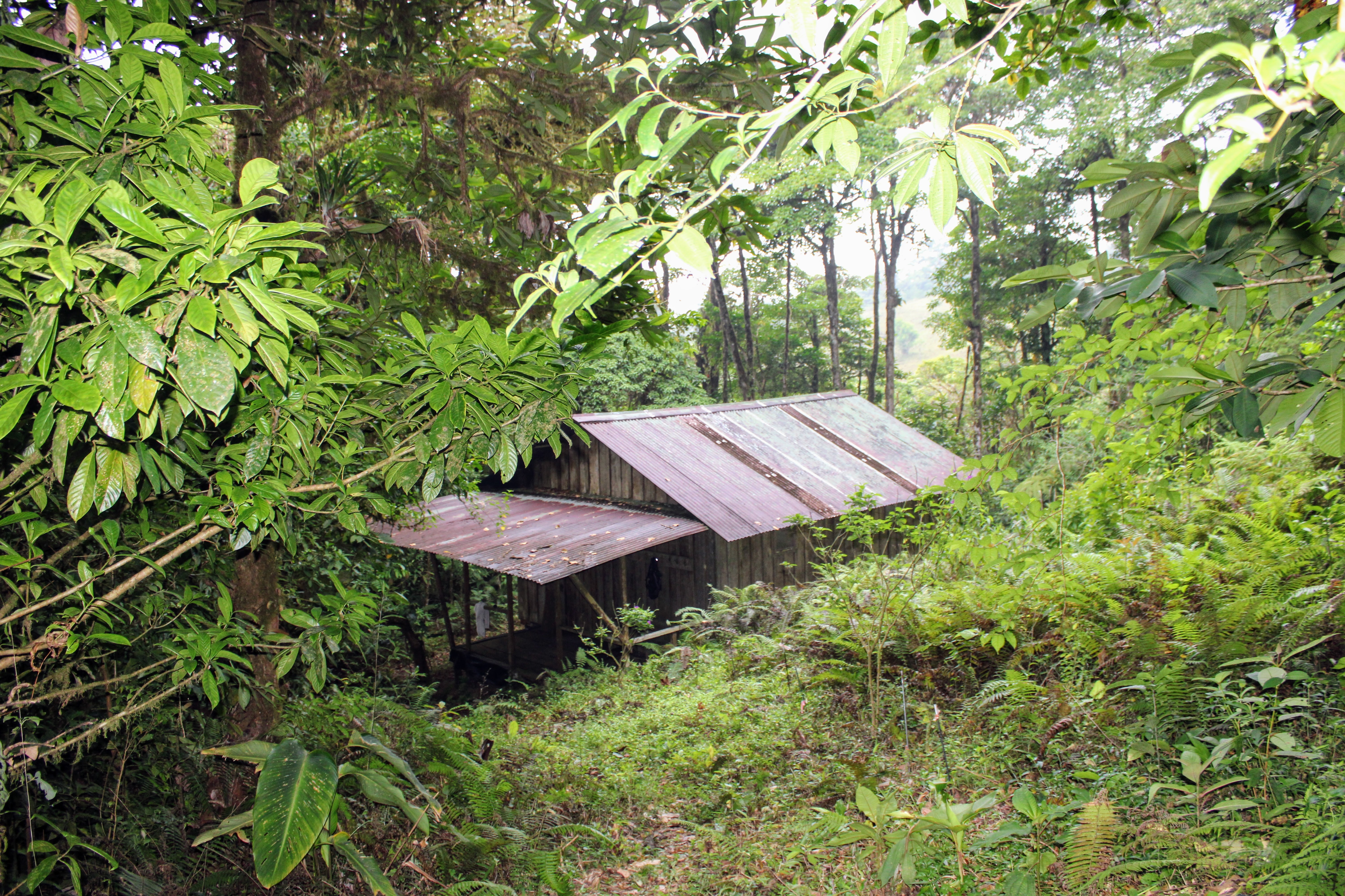 Help Protect a Rare Costa Rican Rainforest—Forever campaign photo, 2 of 8