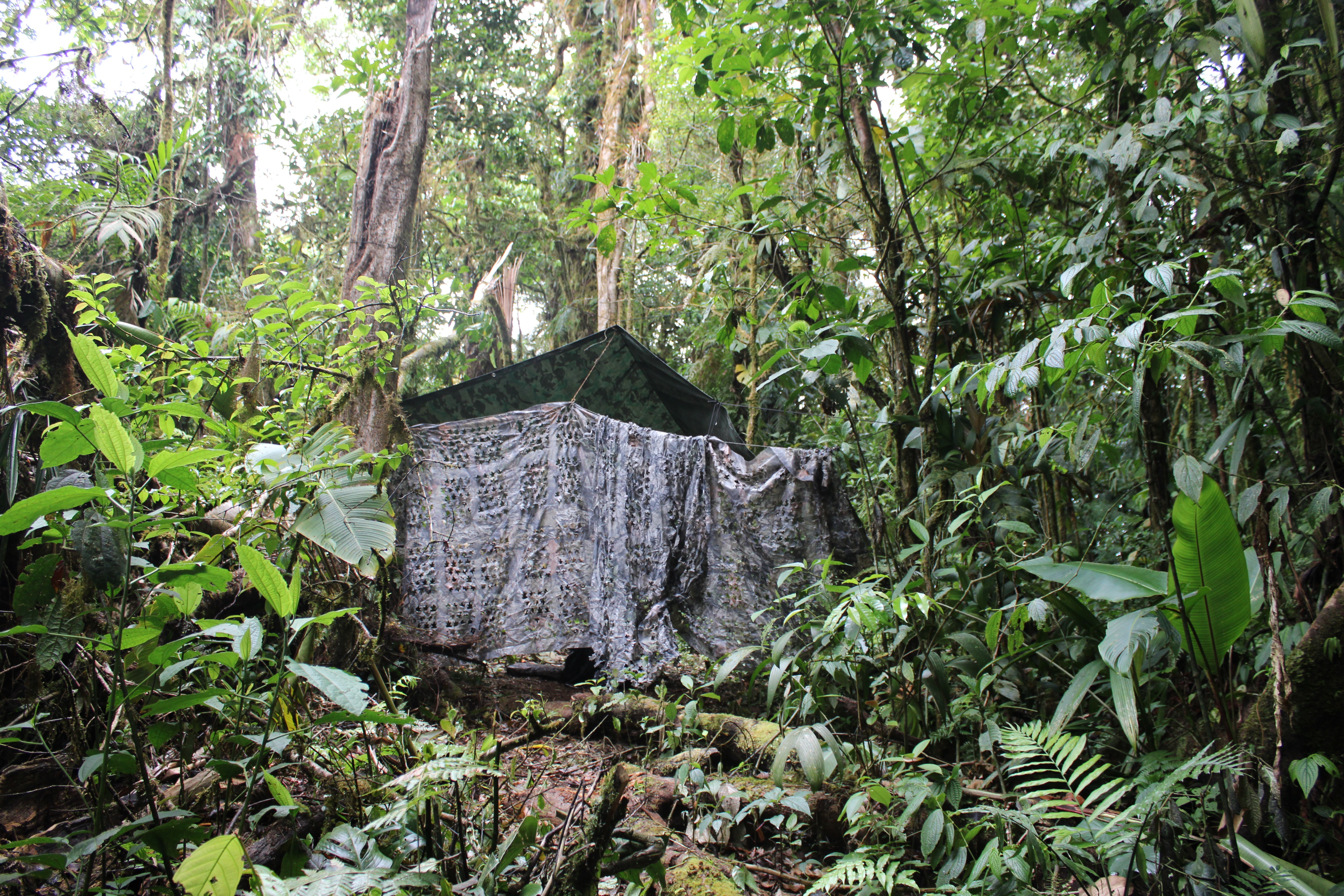 Help Protect a Rare Costa Rican Rainforest—Forever campaign photo, 4 of 8