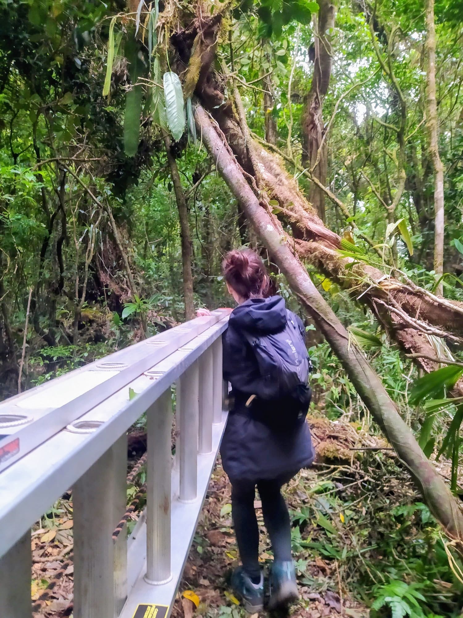 Help Protect a Rare Costa Rican Rainforest—Forever campaign photo, 5 of 8