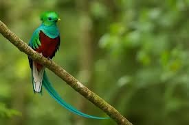 Help Protect a Rare Costa Rican Rainforest—Forever campaign photo, 6 of 8