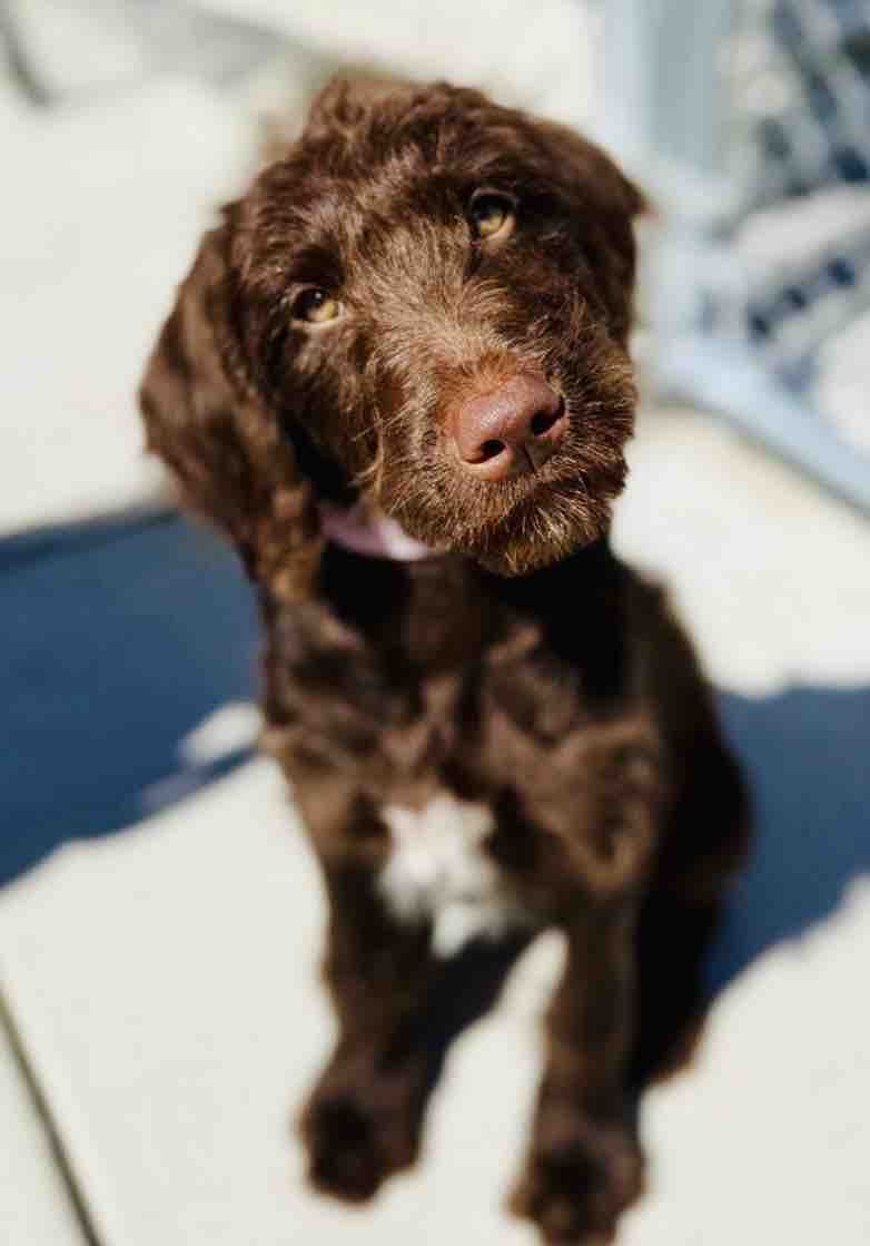 Help Misty Bring Home Rue, her Psychiatric Service Dog campaign photo, 5 of 8