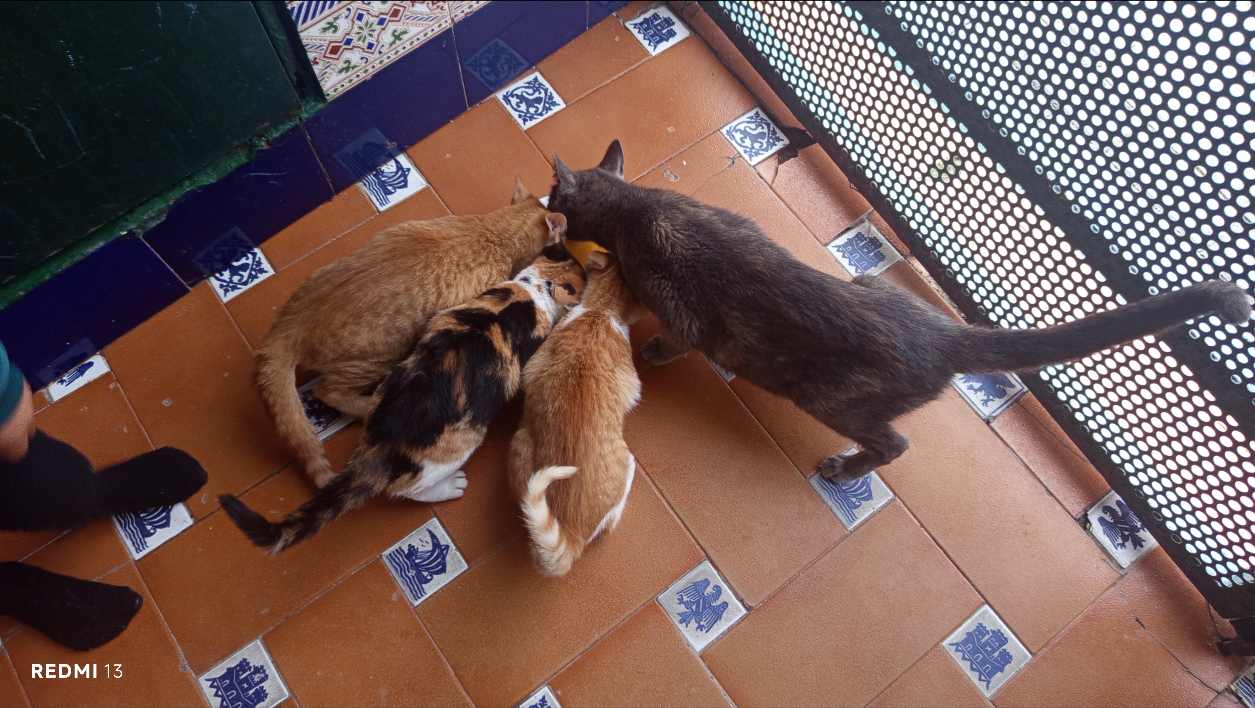 Ayuda urgente para una gata callejera y sus 3 crías photo