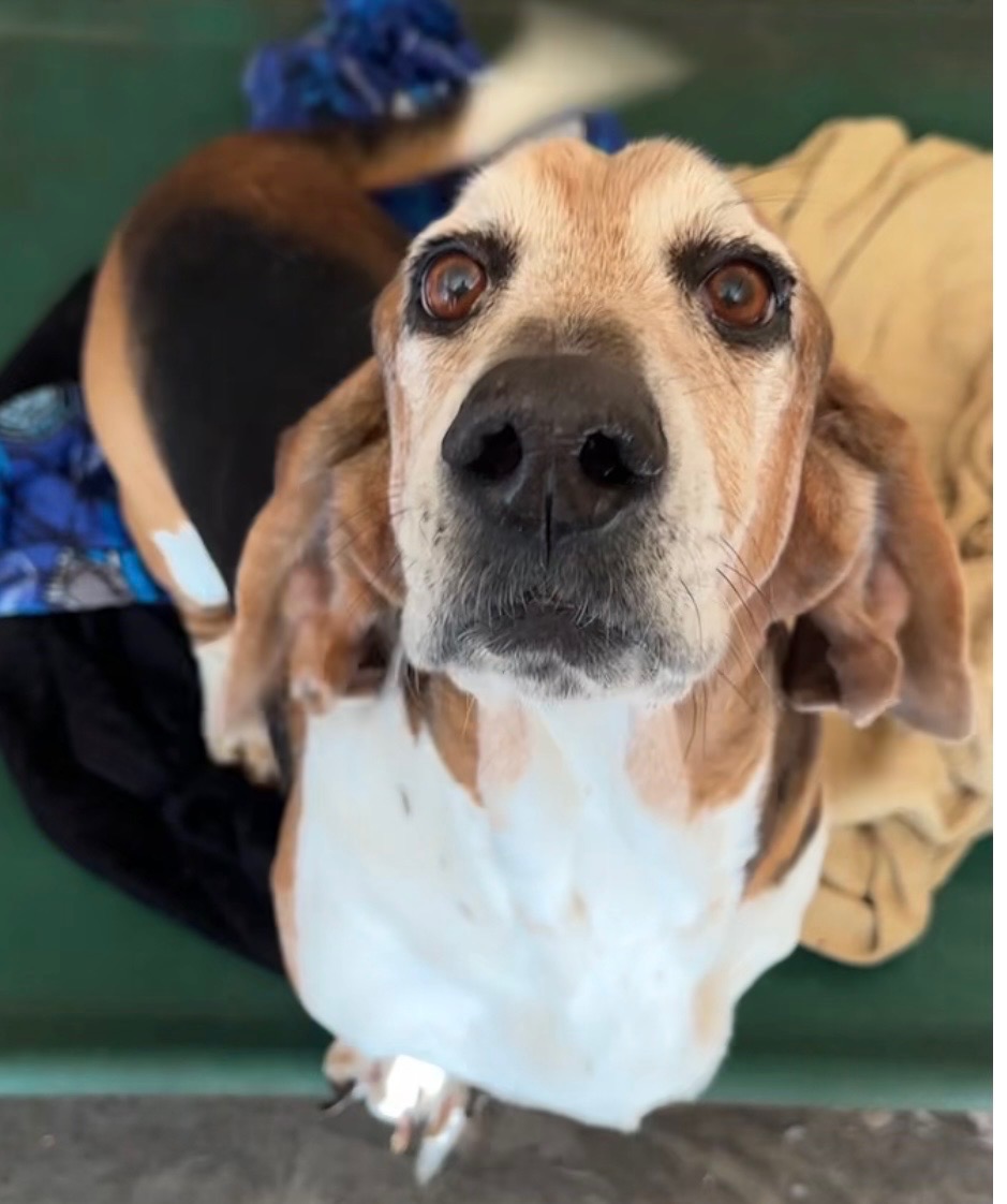Aid for Dudley’s Emergency Vet Visit campaign photo, 6 of 7