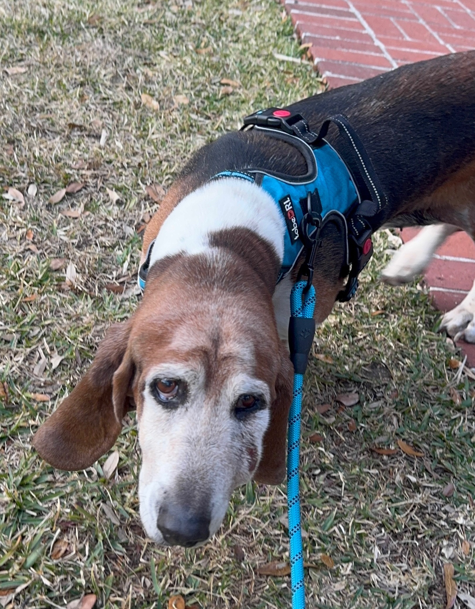 Aid for Dudley’s Emergency Vet Visit campaign photo, 4 of 7