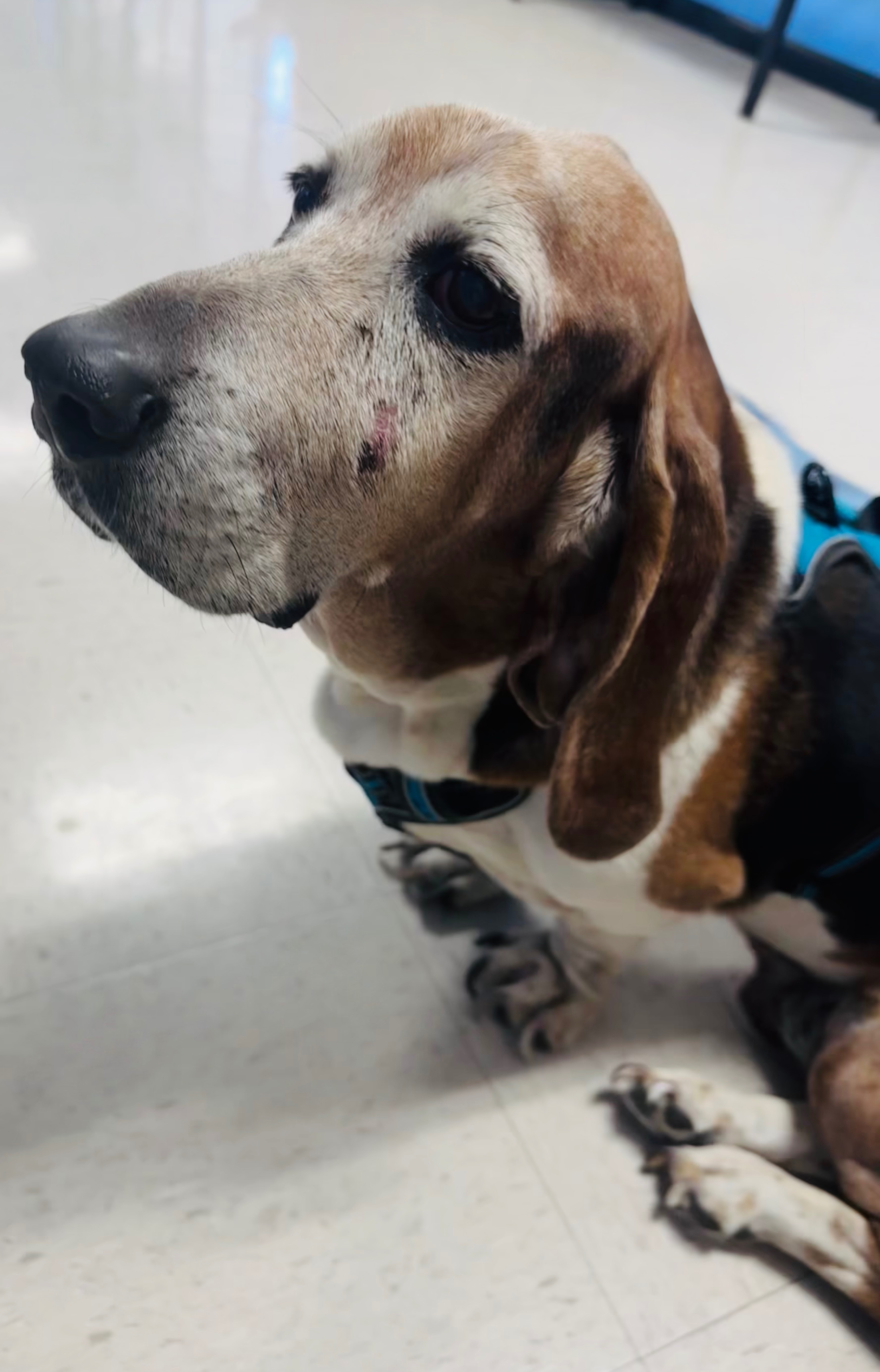 Aid for Dudley’s Emergency Vet Visit campaign photo, 2 of 7