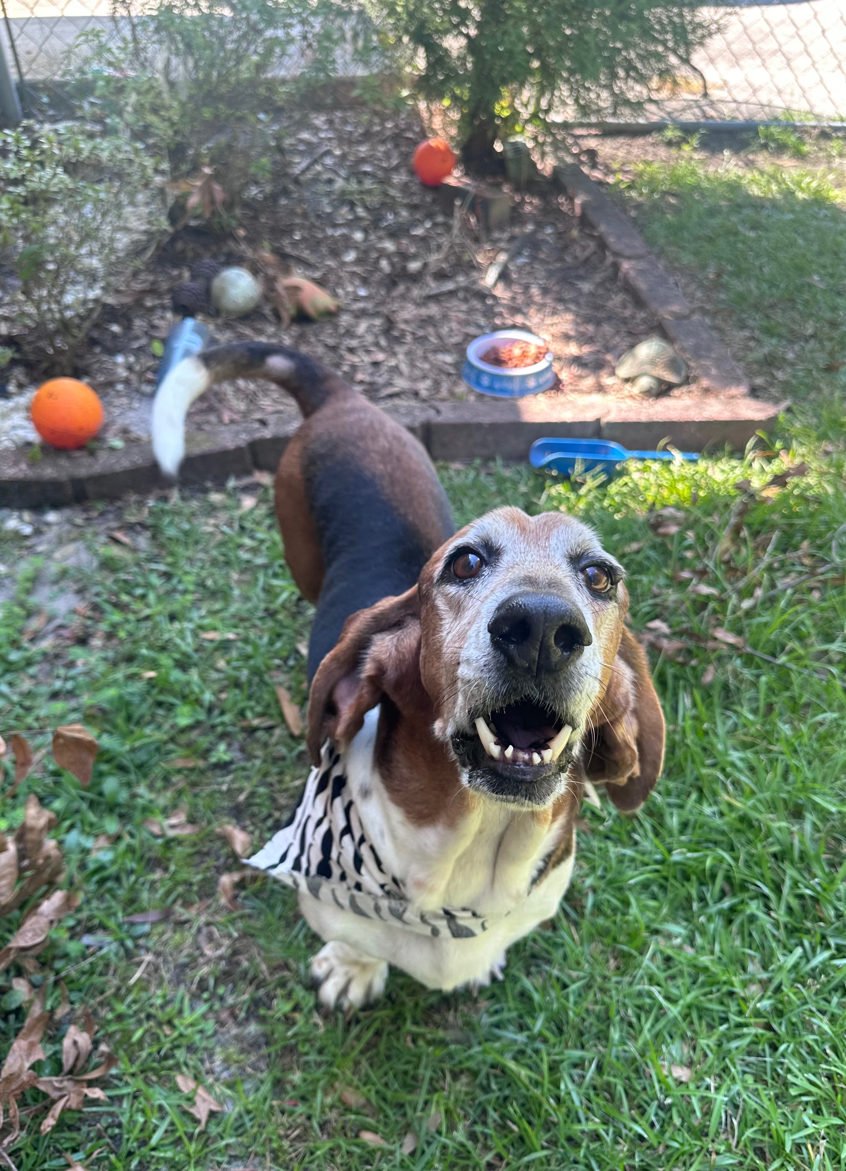 Aid for Dudley’s Emergency Vet Visit campaign photo, 5 of 7