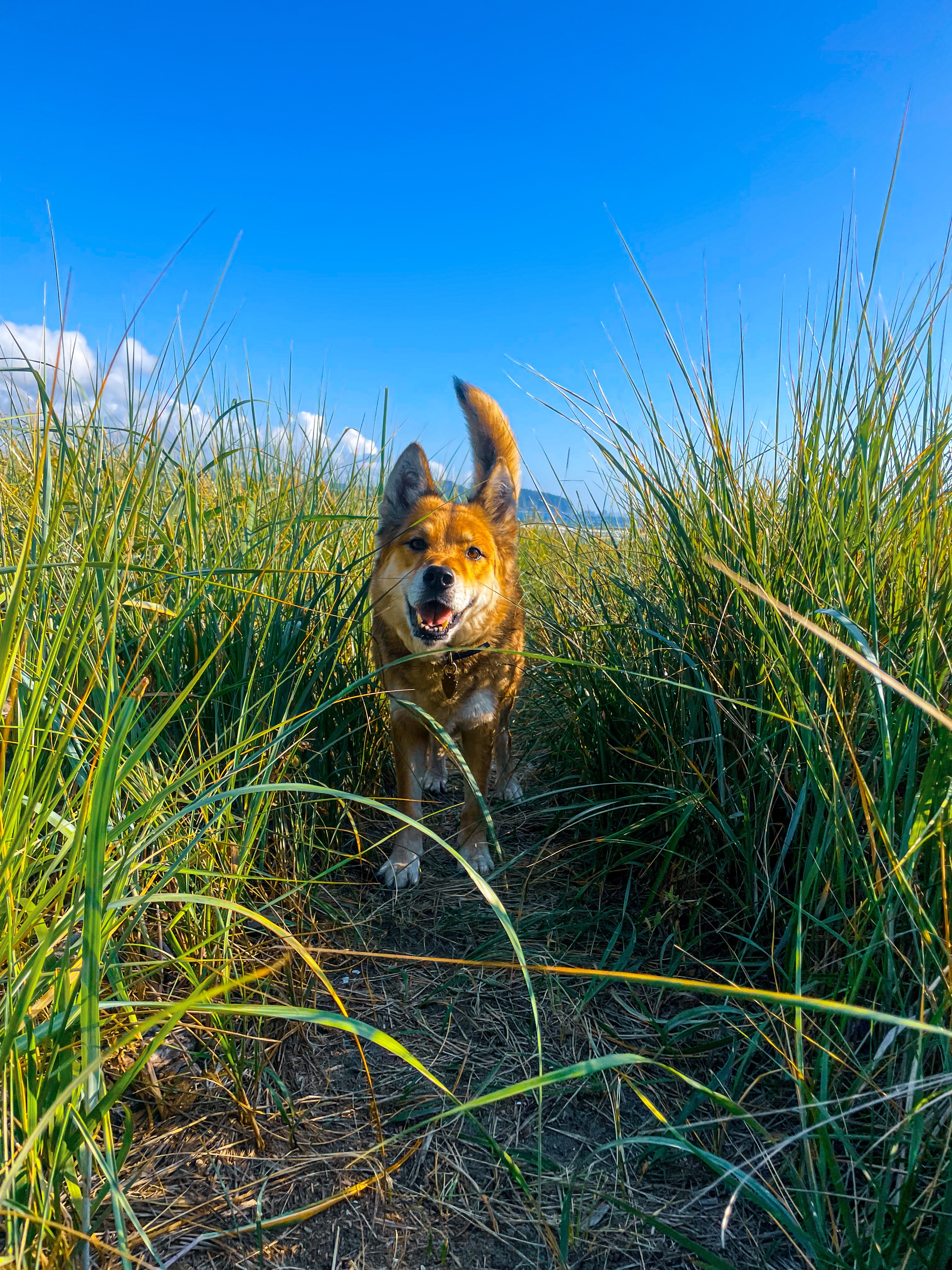 Help Persia Fund Whiskey’s Medical Treatments campaign photo, 7 of 8