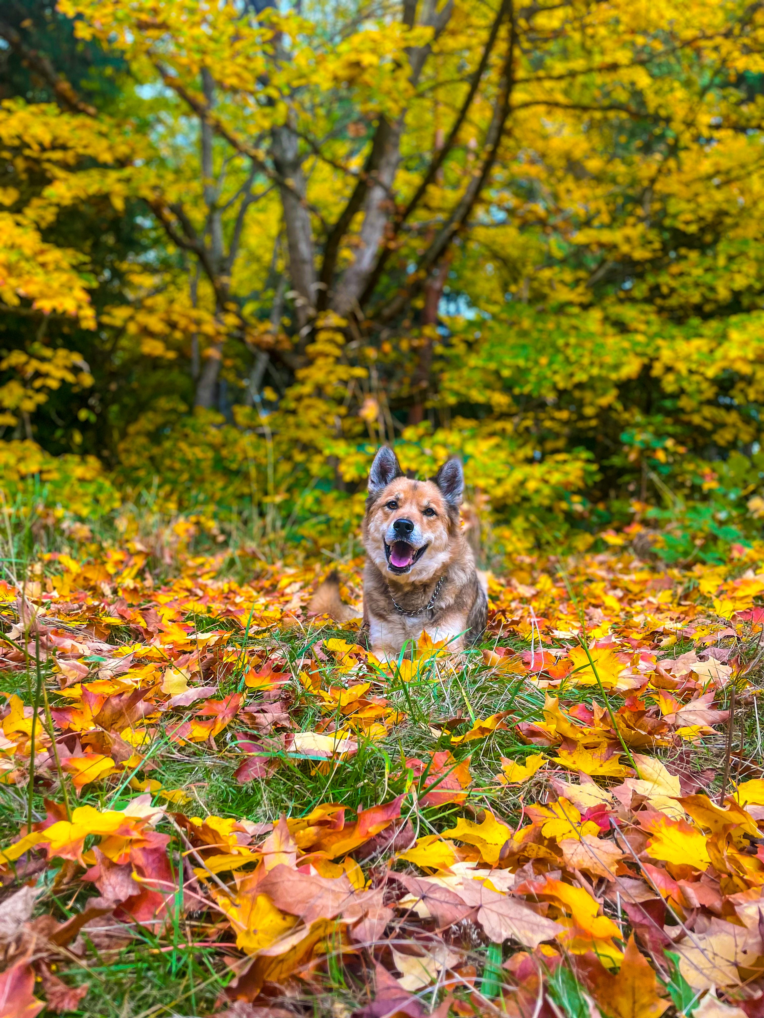 Help Persia Fund Whiskey’s Medical Treatments campaign photo, 4 of 8