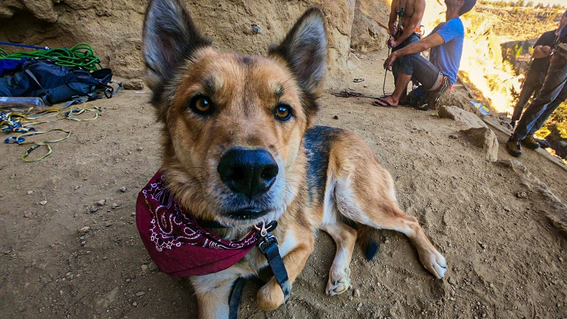 Help Persia Fund Whiskey’s Medical Treatments campaign photo, 6 of 8