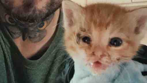 Support MeBo’s Rescue TNVR to Fix Feral Cats