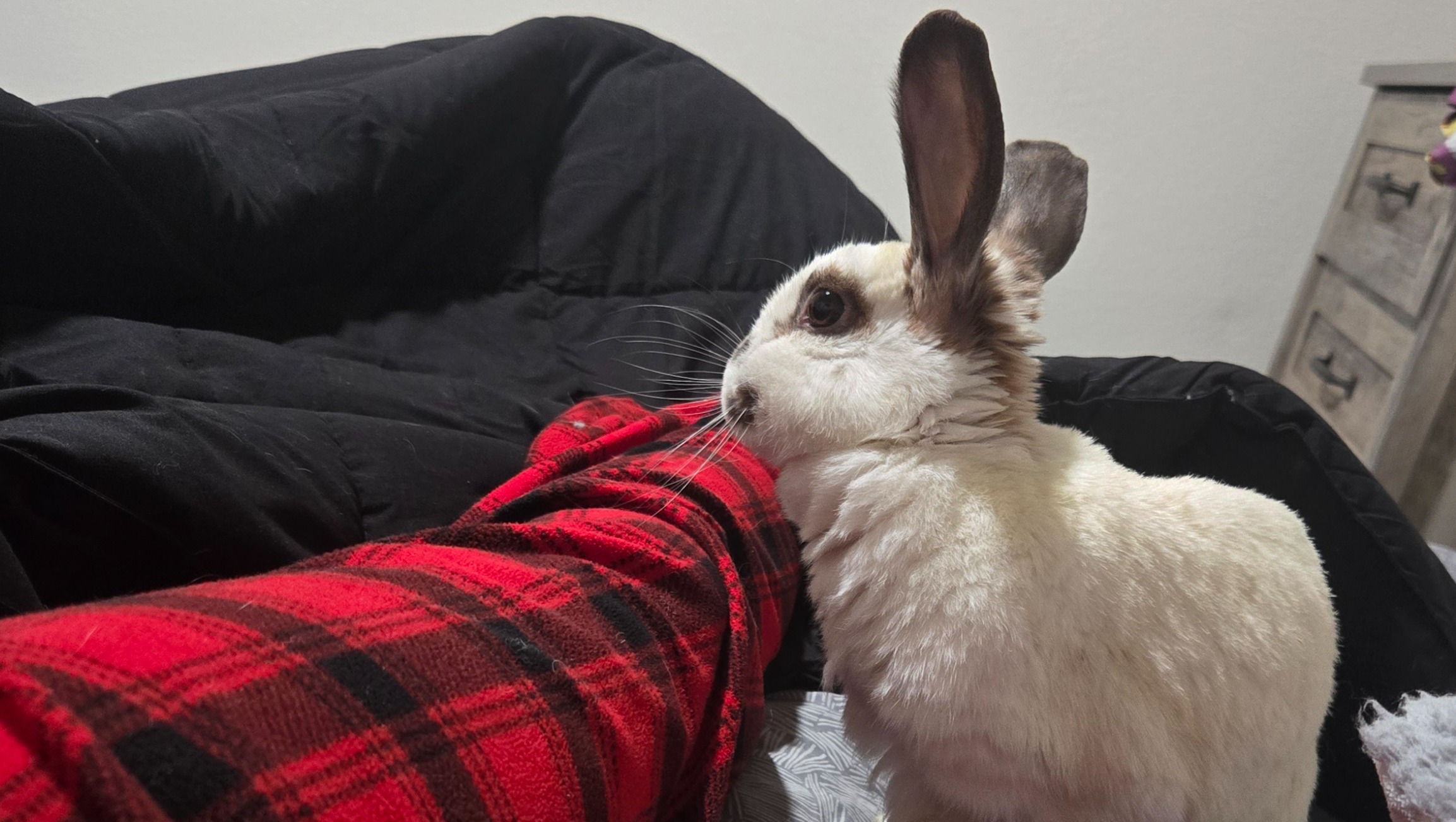 Fundraiser by Kenzie Elise : Help Anastasia the Rescue Rabbit Heal