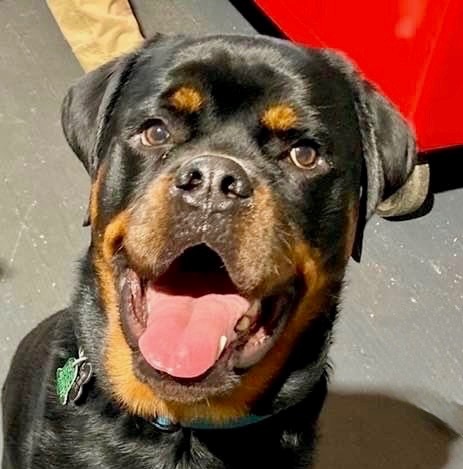 Help Bo the Rottweiler Walk Again campaign photo, 2 of 5