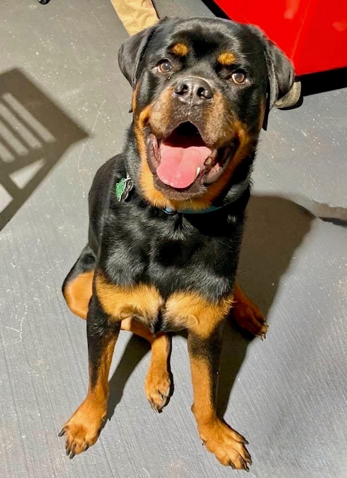Help Bo the Rottweiler Walk Again campaign photo, 4 of 5
