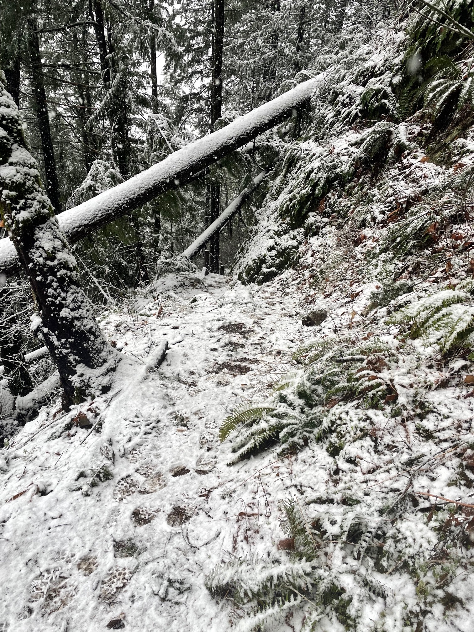Hope Lookout Trail Repairs campaign photo, 2 of 7