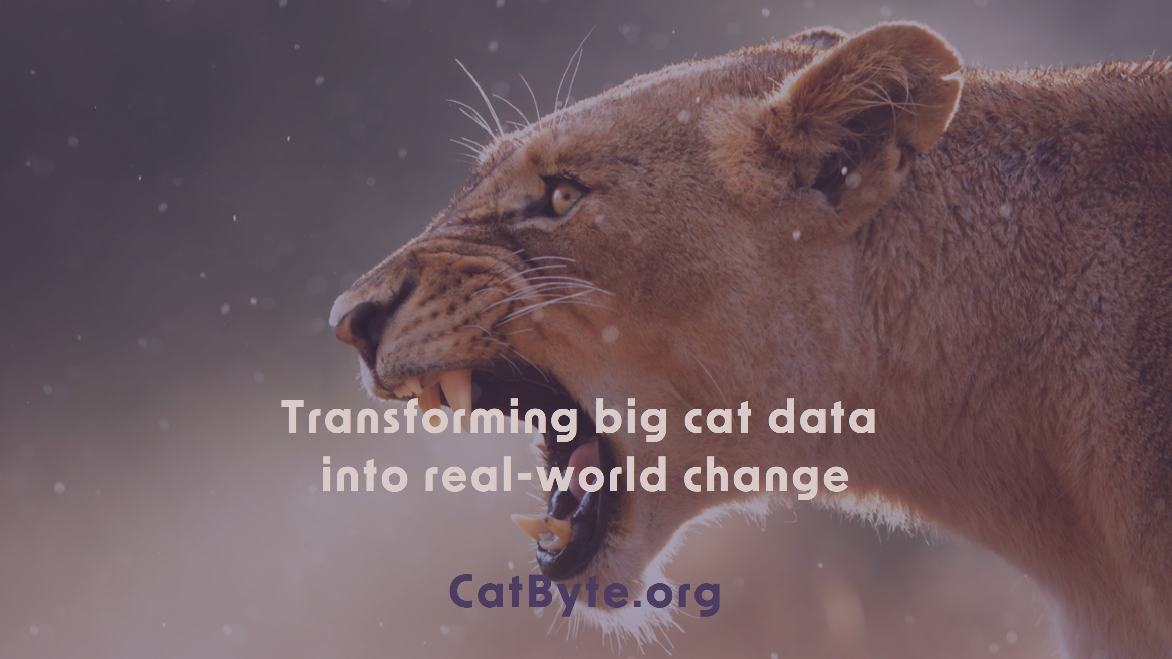 Support big cat conservation through data: CatByte campaign photo, 7 of 8