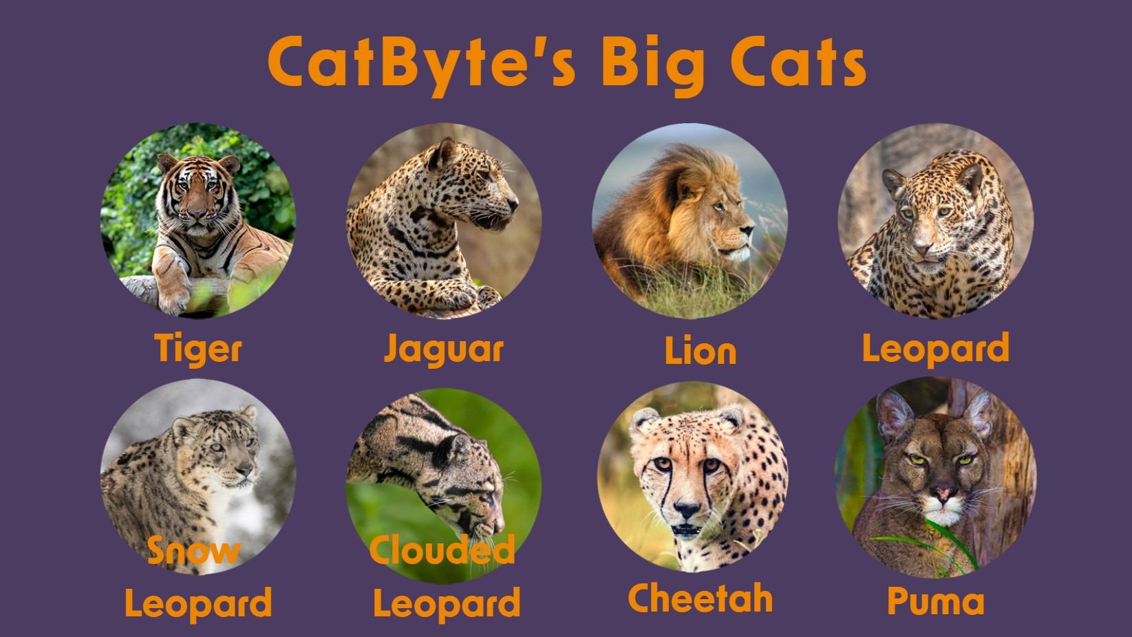 Support big cat conservation through data: CatByte campaign photo, 2 of 8