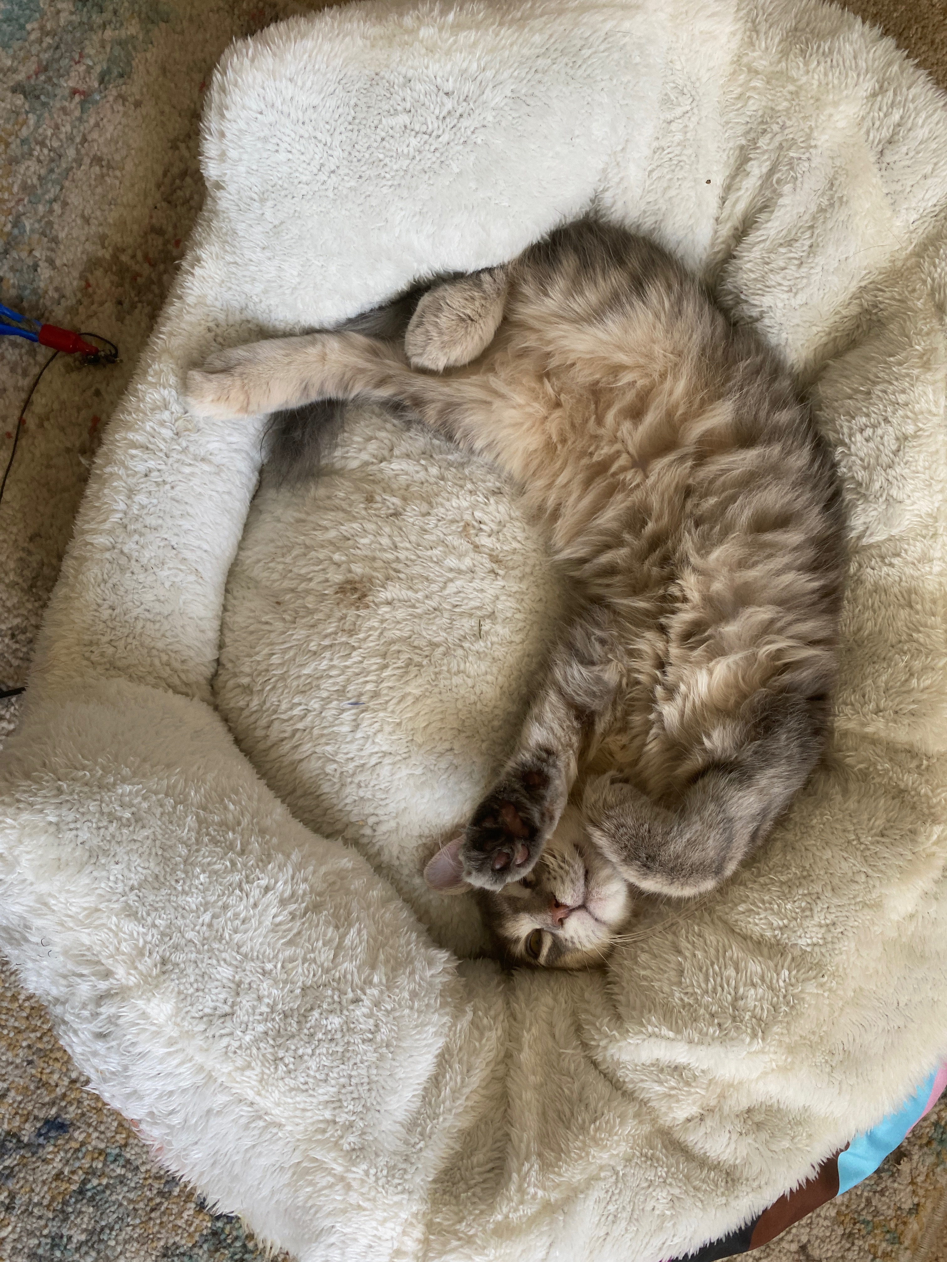 Help Minky With Her Dental Surgery campaign photo, 7 of 8