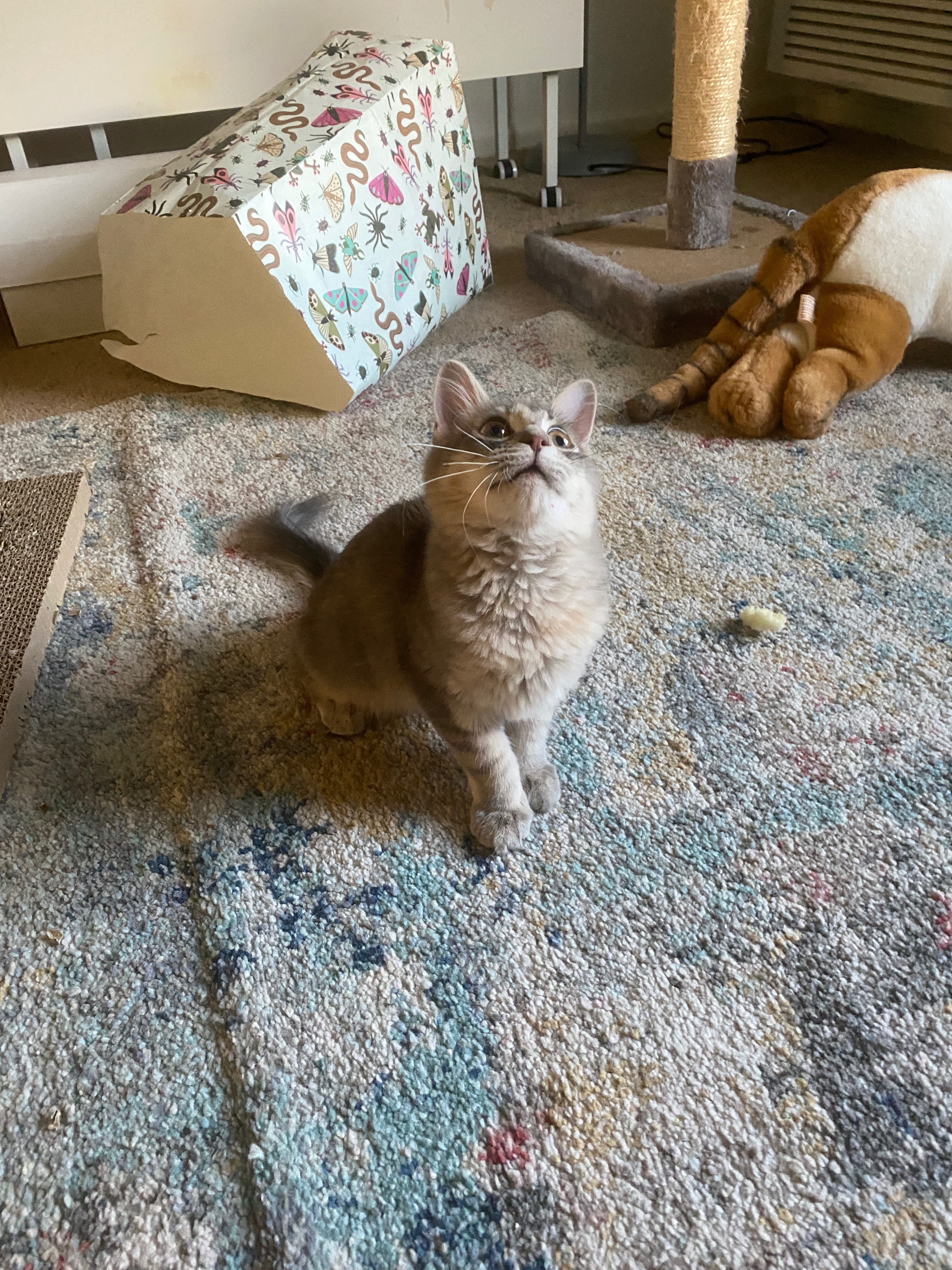 Help Minky With Her Dental Surgery campaign photo, 2 of 8