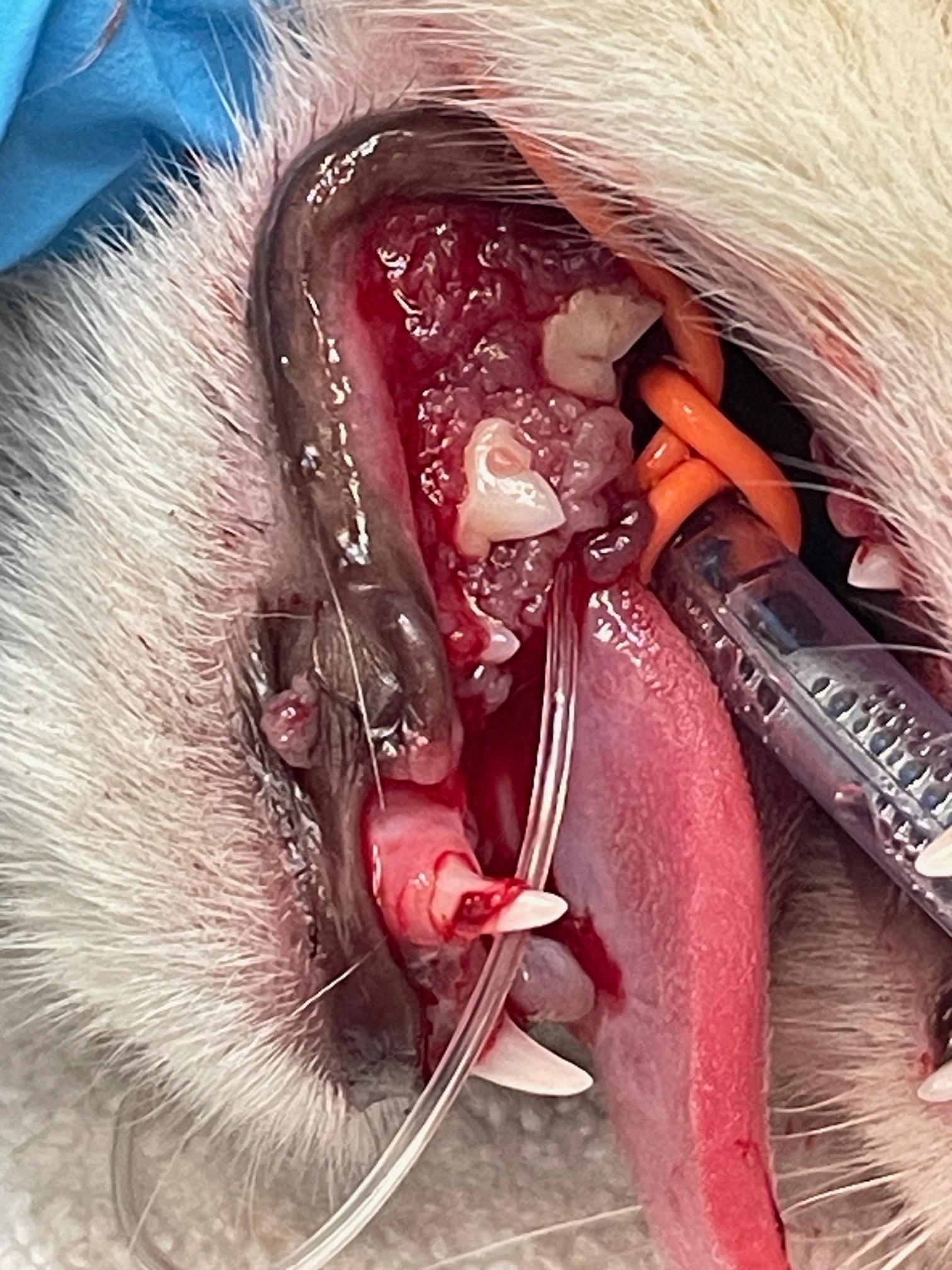 Help Minky With Her Dental Surgery campaign photo, 5 of 8