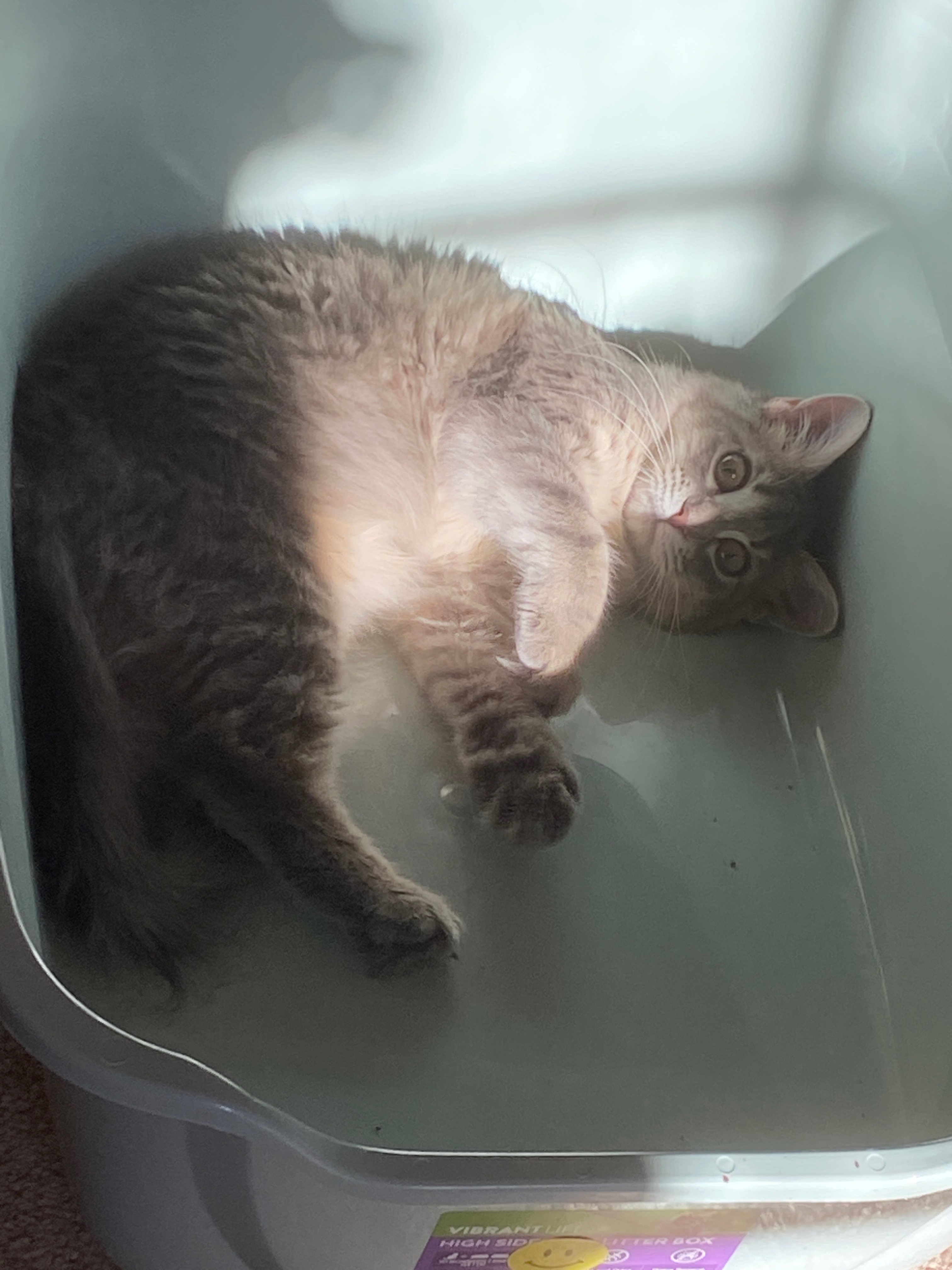 Help Minky With Her Dental Surgery campaign photo, 6 of 8