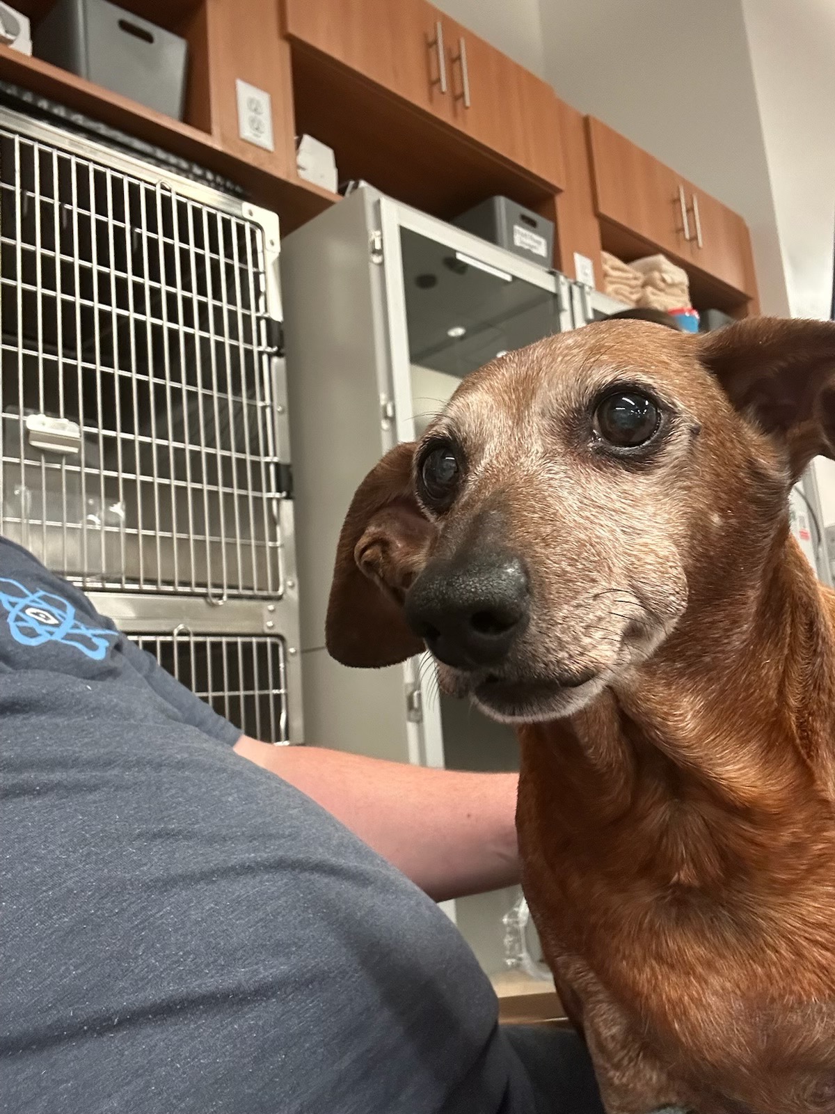 Support Dolly Mae's Lifesaving Treatment campaign photo, 7 of 8