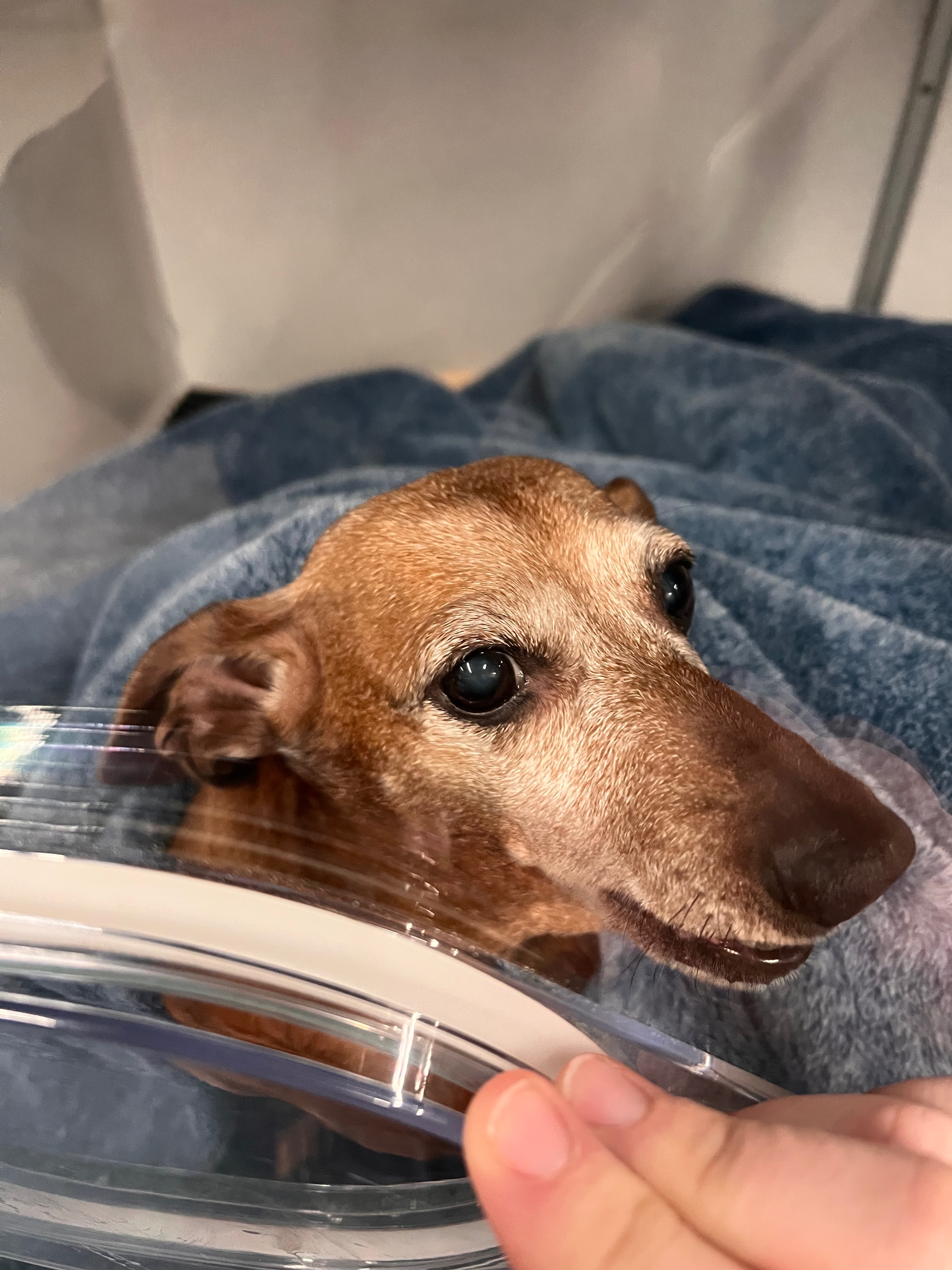 Support Dolly Mae's Lifesaving Treatment campaign photo, 2 of 8