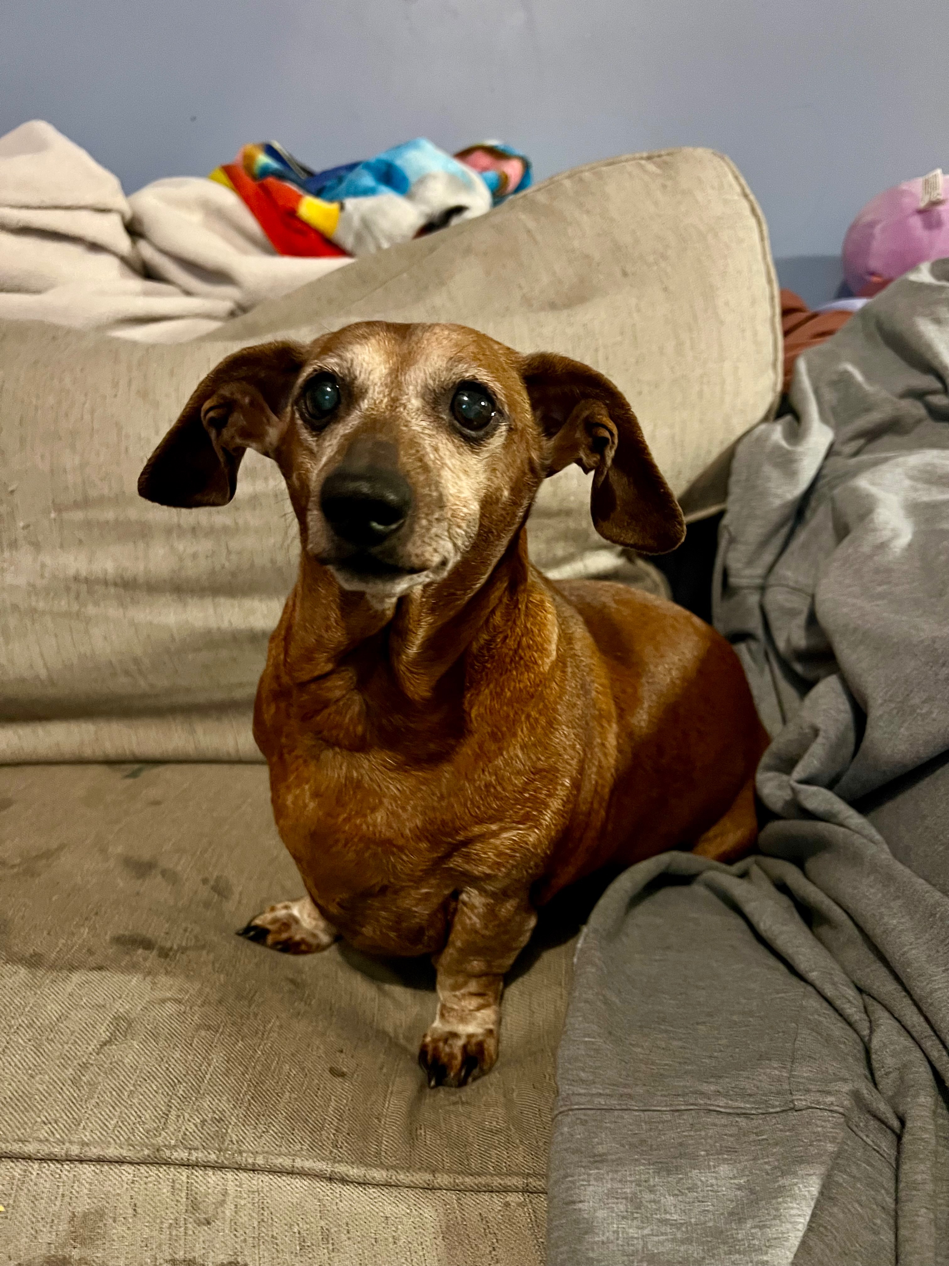 Support Dolly Mae's Lifesaving Treatment campaign photo, 6 of 8