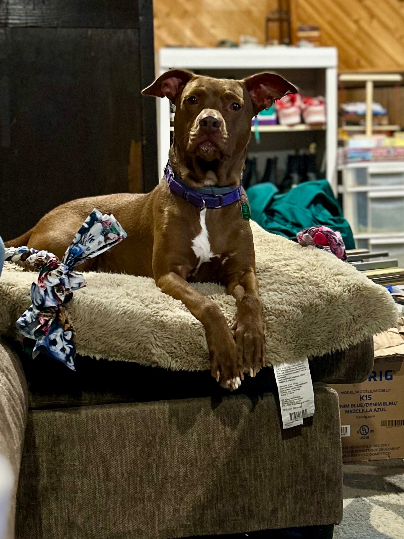 Support Nala’s Emergency Surgery and Recovery campaign photo, 6 of 7