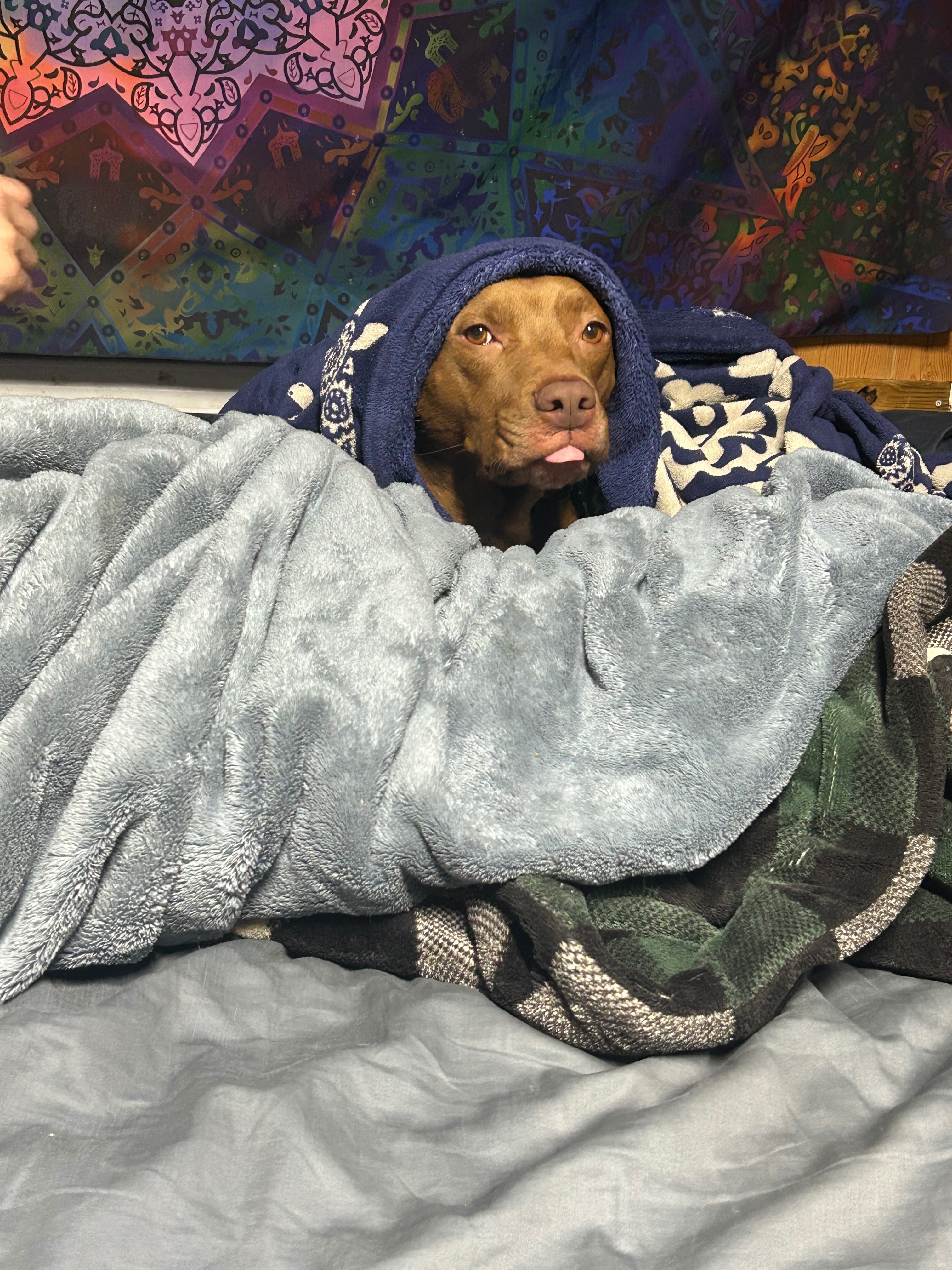 Support Nala’s Emergency Surgery and Recovery campaign photo, 4 of 7
