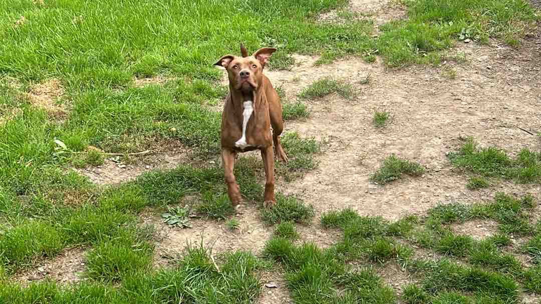 Support Nala’s Emergency Surgery and Recovery campaign photo, 5 of 7