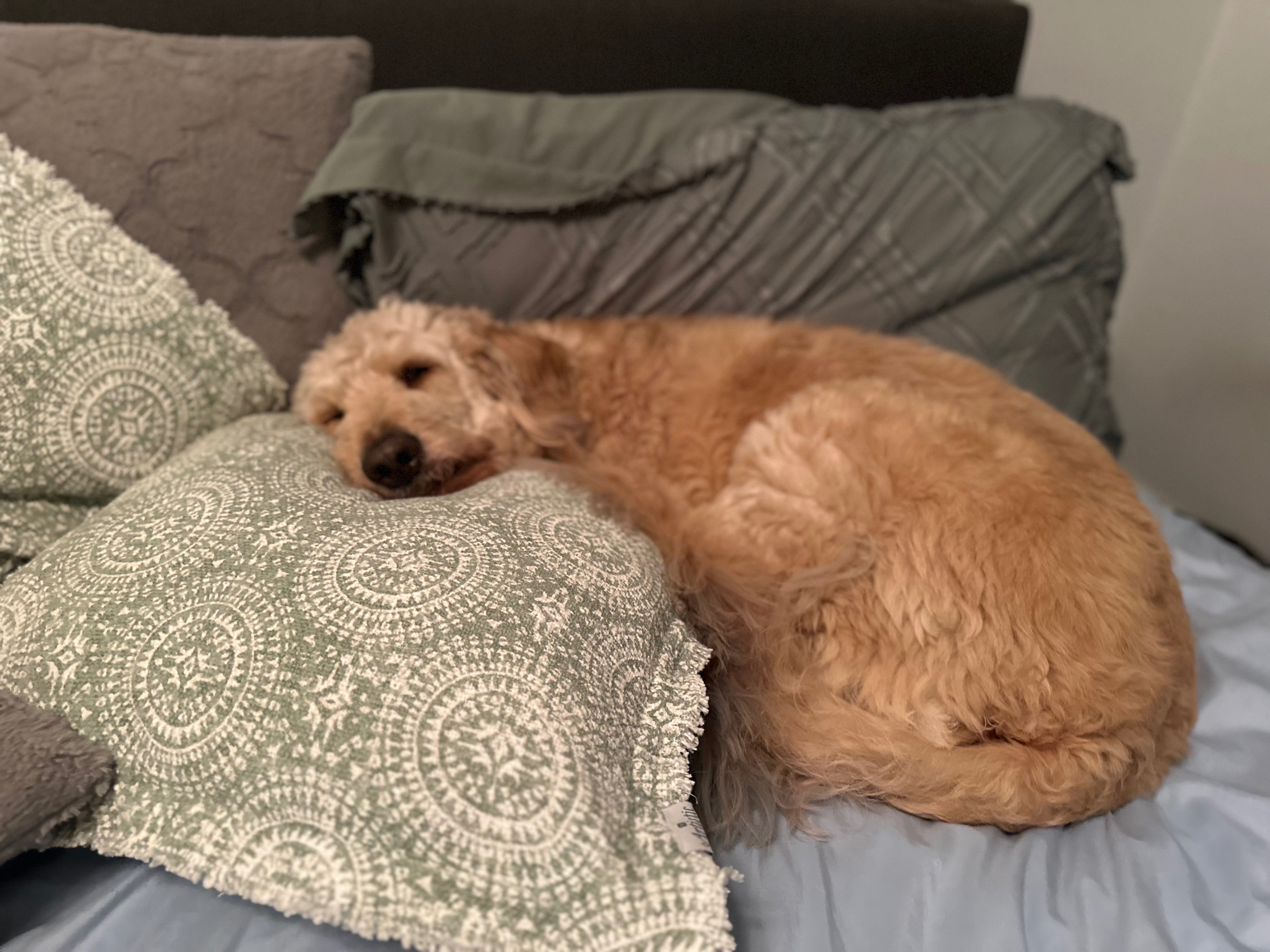 Help Brody Recover from Acute Liver Failure campaign photo, 6 of 7