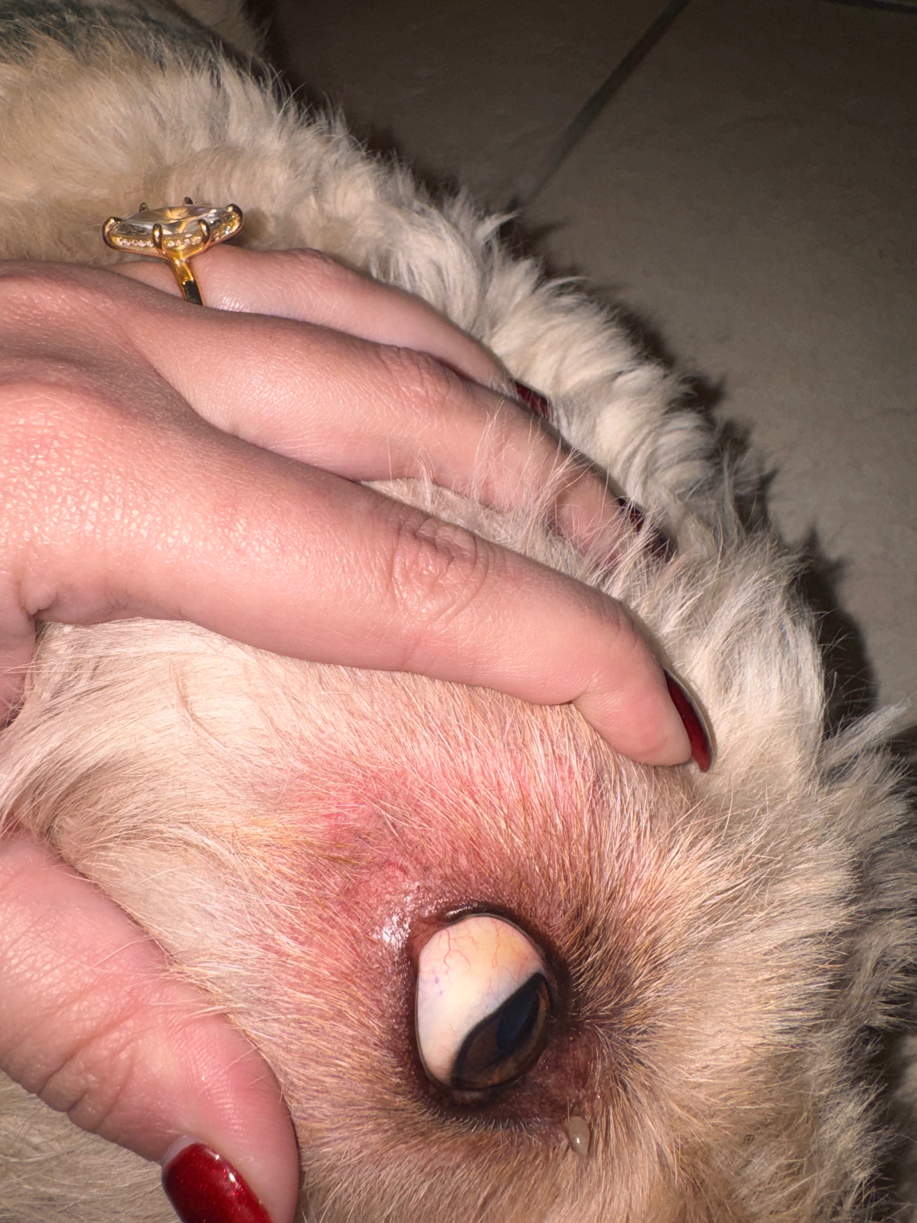 Help Brody Recover from Acute Liver Failure campaign photo, 4 of 7