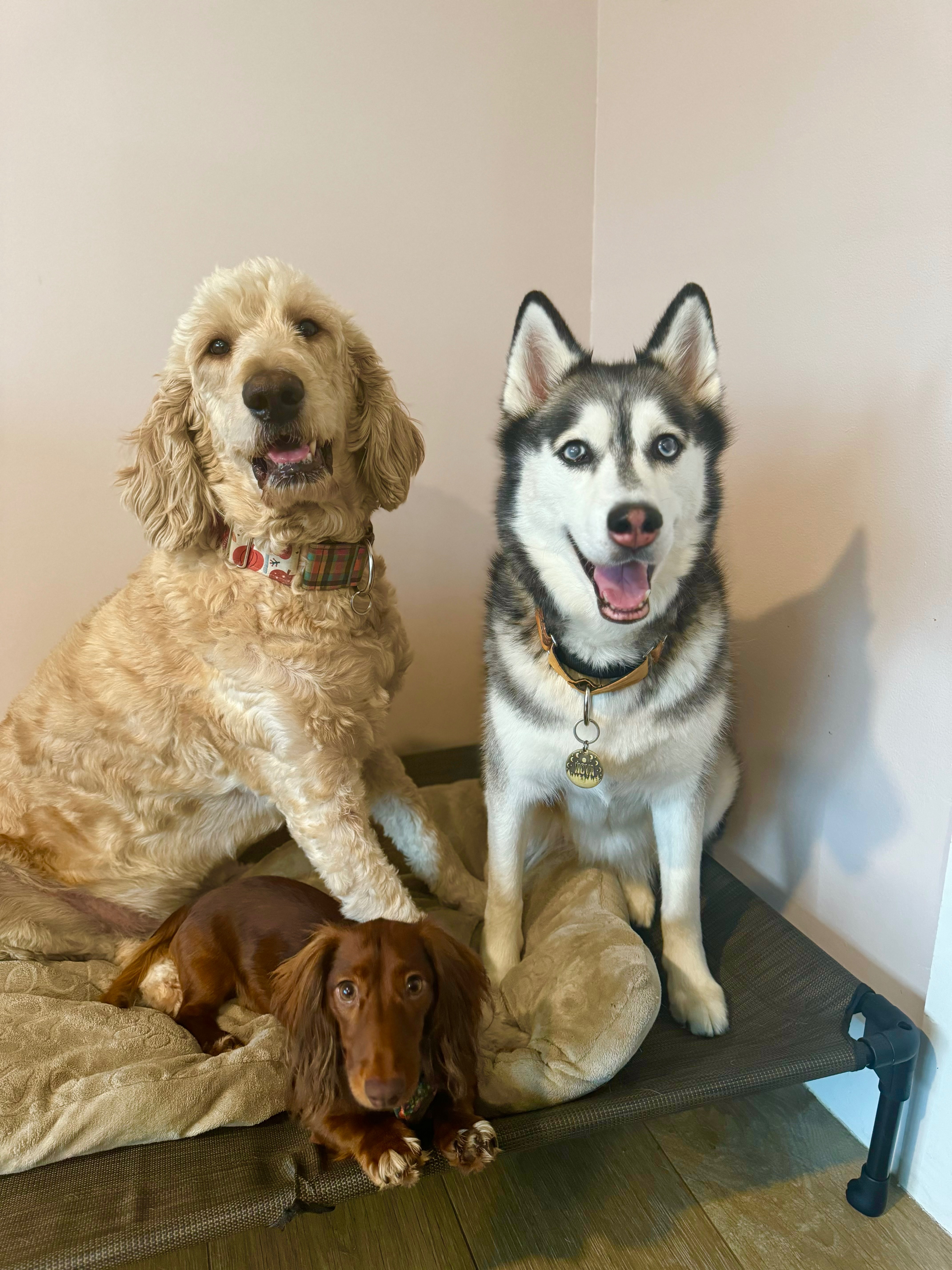Help Brody Recover from Acute Liver Failure campaign photo, 2 of 7