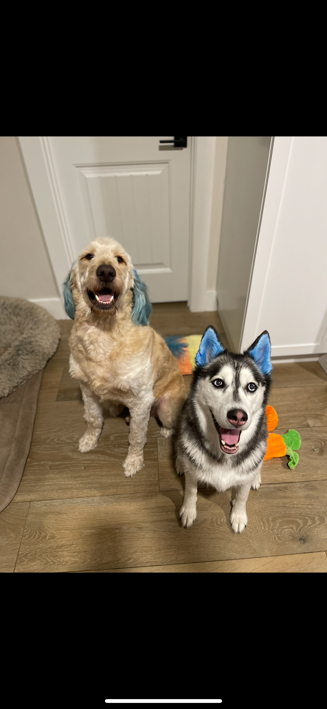 Help Brody Recover from Acute Liver Failure campaign photo, 5 of 7