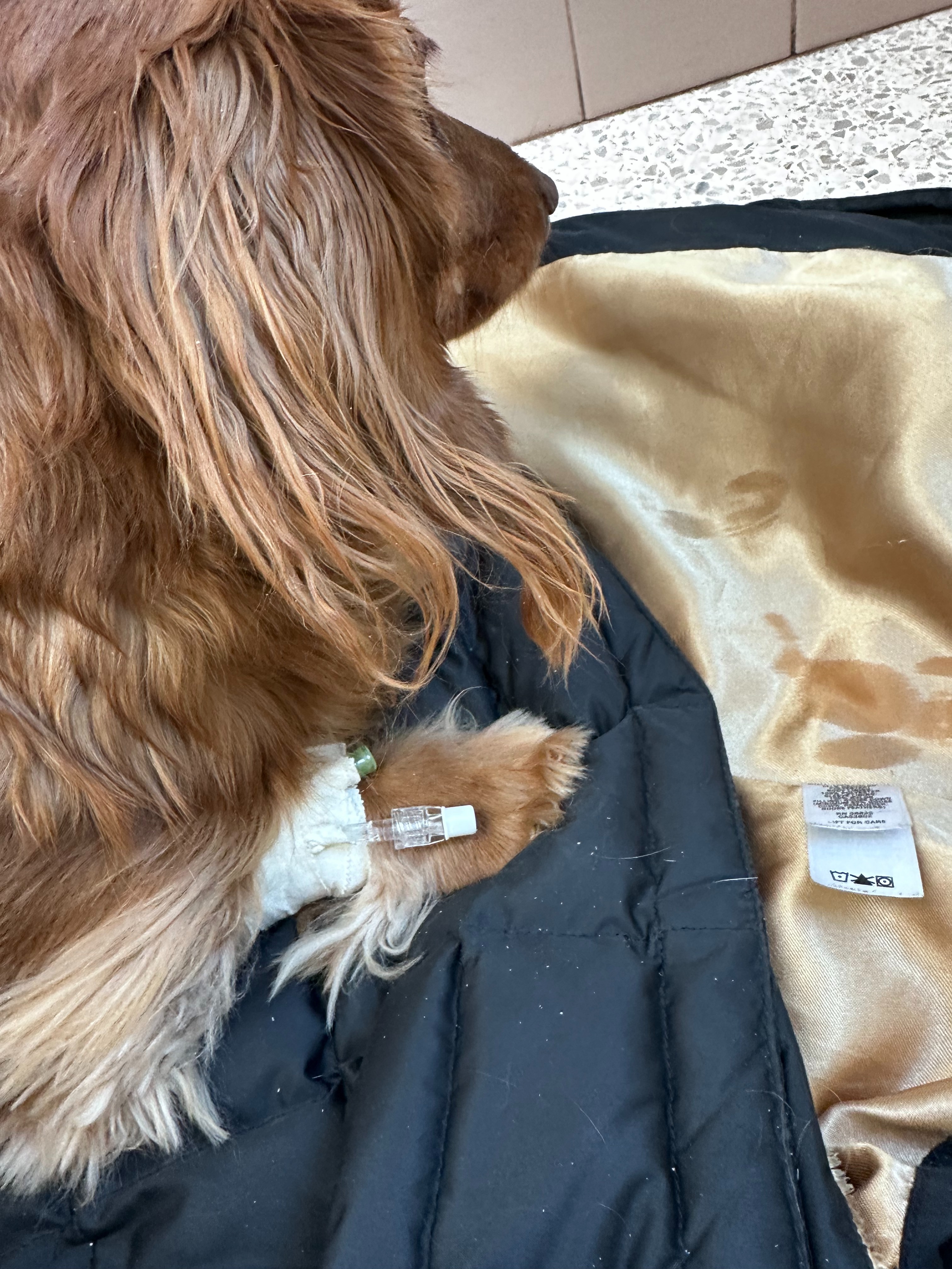 Help Monica’s Sweet Dachshund Acadia Heal campaign photo, 5 of 6