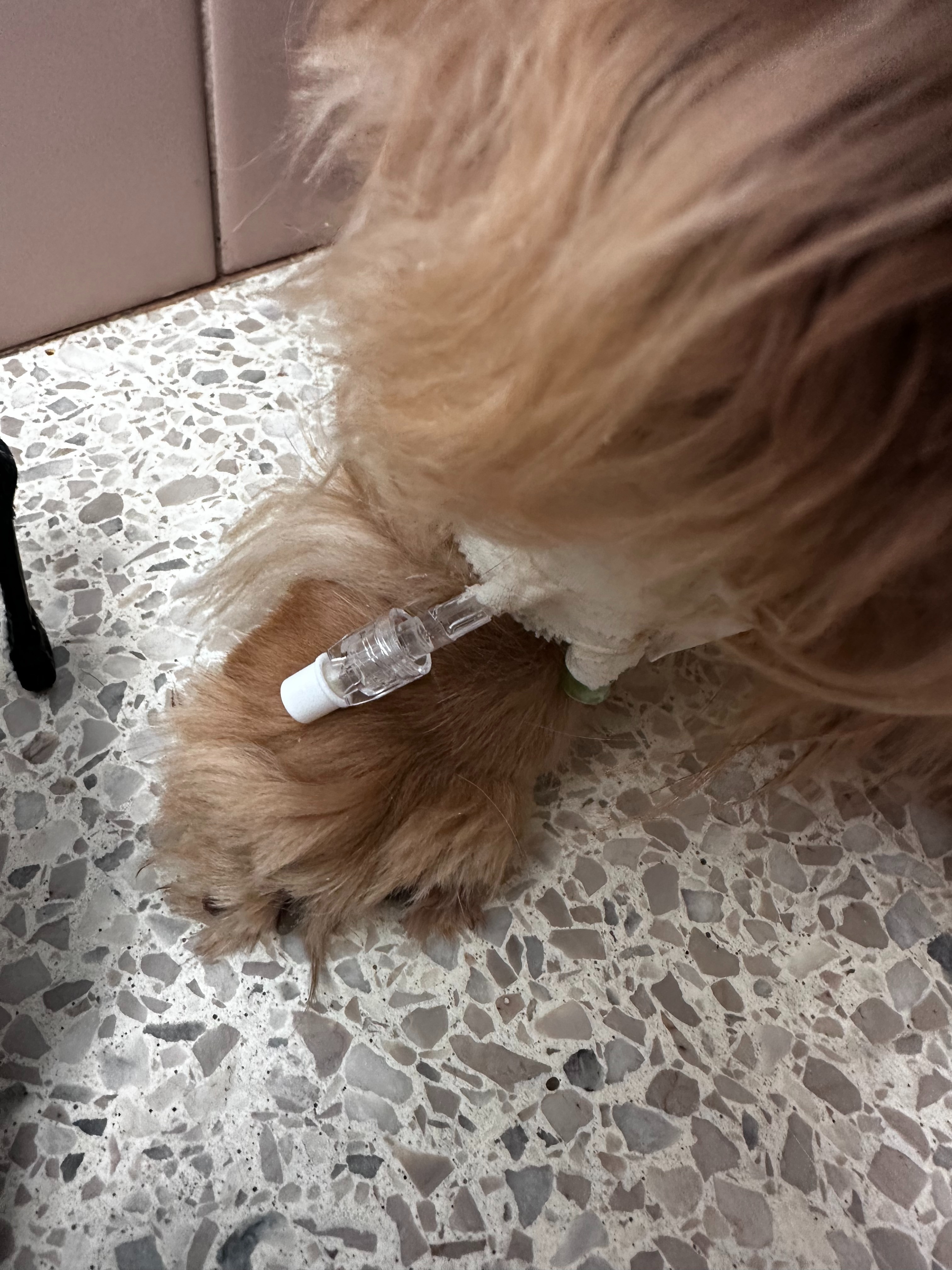 Help Monica’s Sweet Dachshund Acadia Heal campaign photo, 2 of 6